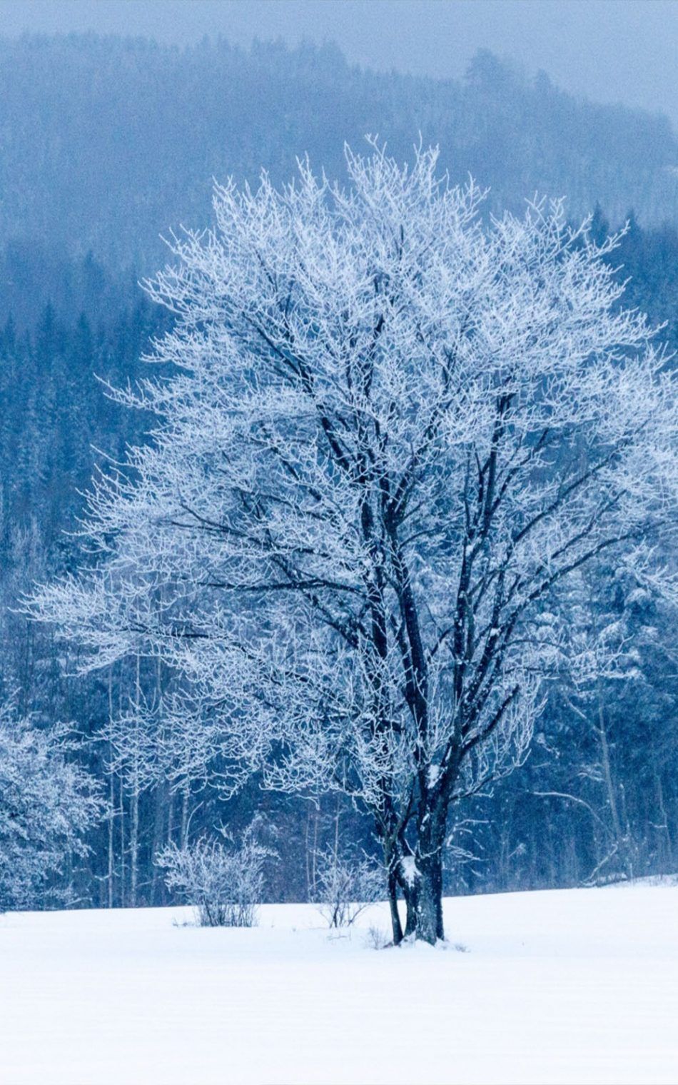 Descargar Frozen Tree Snow Winter Gratis fondo de pantalla móvil Pure 4K Ultra HD móvil