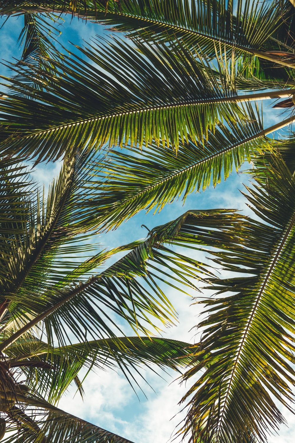 Mejores 100+ fotos tropicales | Descargar imágenes y fotos gratis en