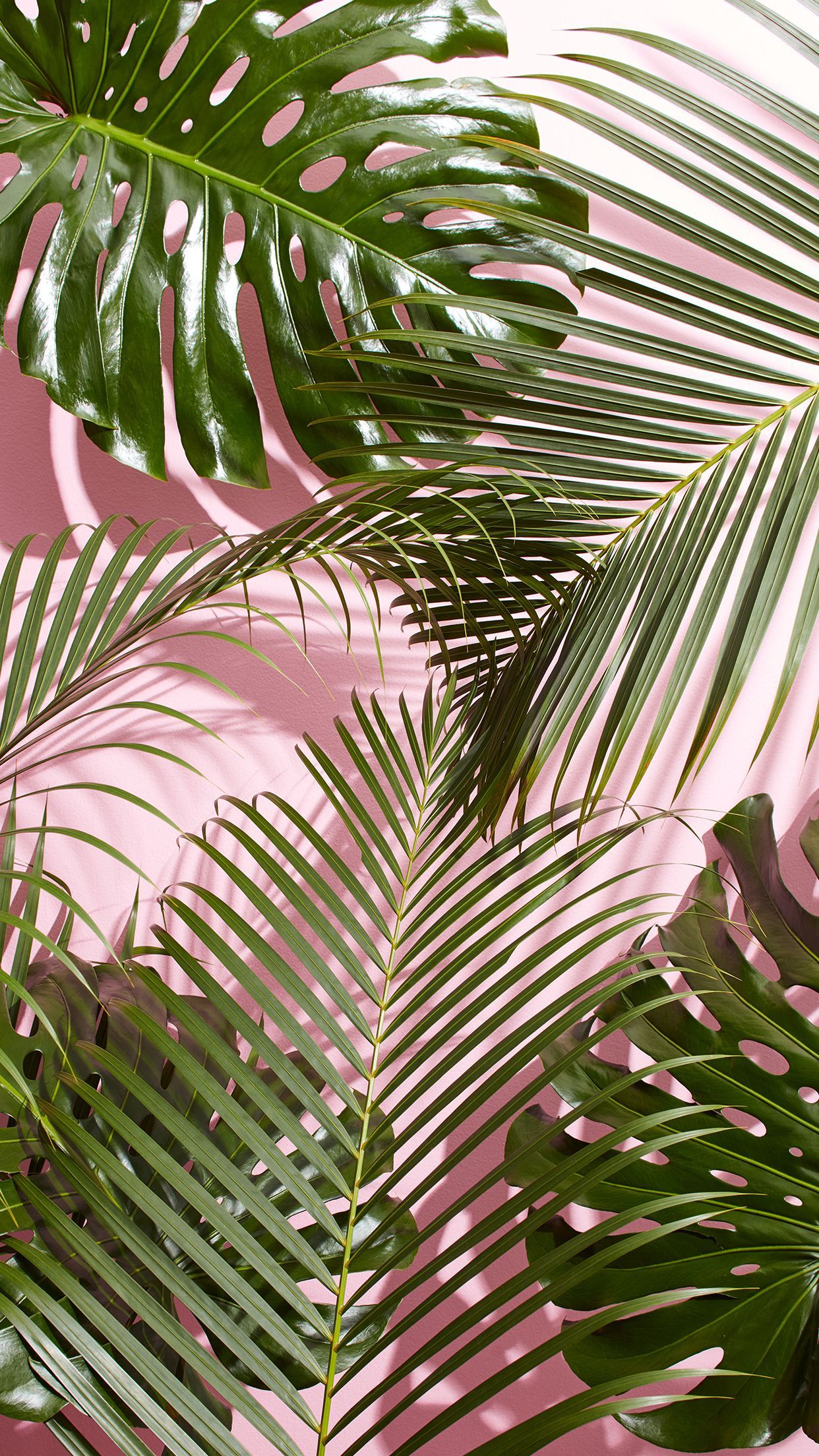 Pin de Audrey H en Misc. en 2019 | Papel tapiz rosa, papel tapiz de verano