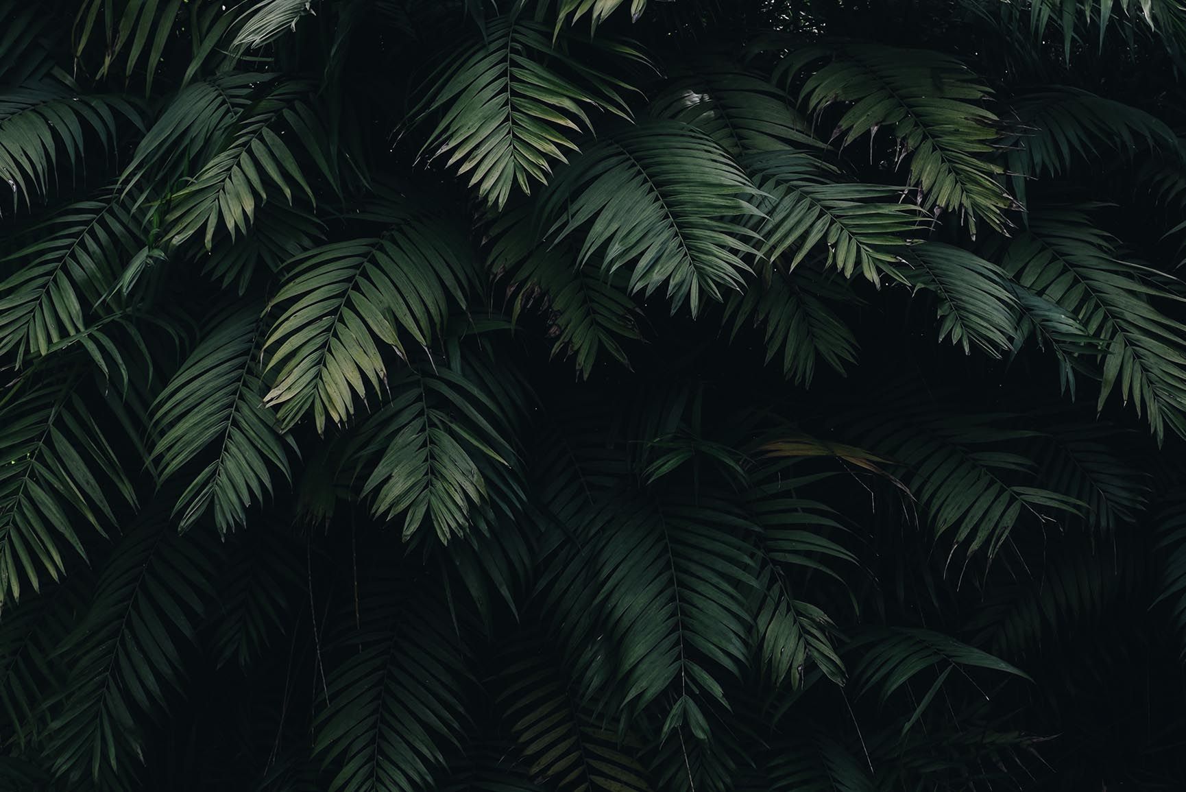 10 Fondos de pantalla de Tropical Jungle iPhone X | Preppy Wallpapers
