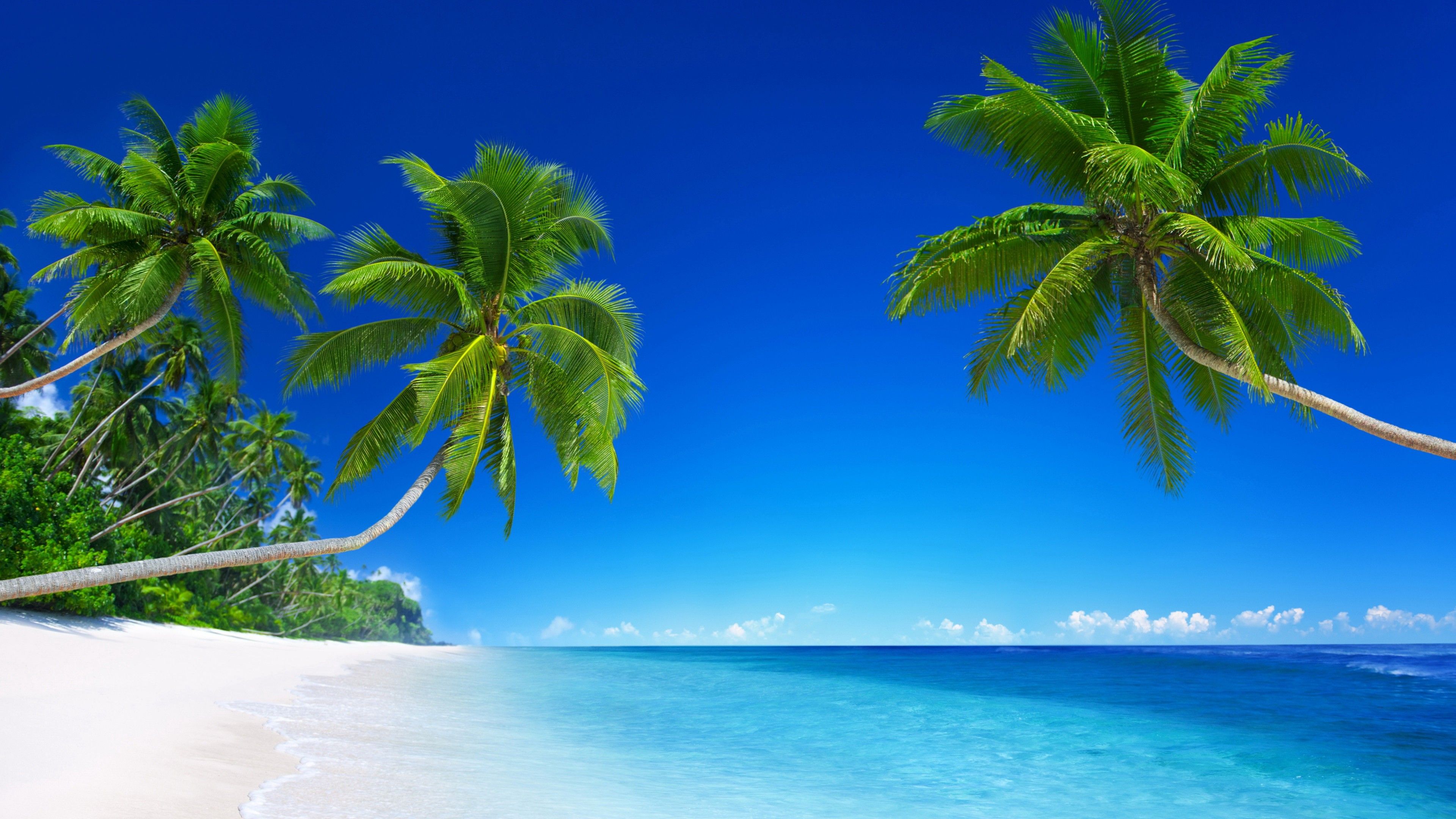 Fondo de pantalla playa tropical, 5k, fondo de pantalla 4k, 8k, paraíso, palmeras, mar