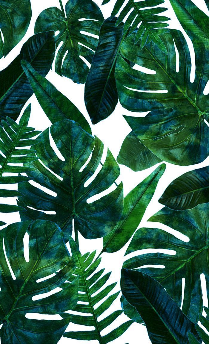 Fondo de pantalla tropical, hojas tropicales, fondo de pantalla de hojas