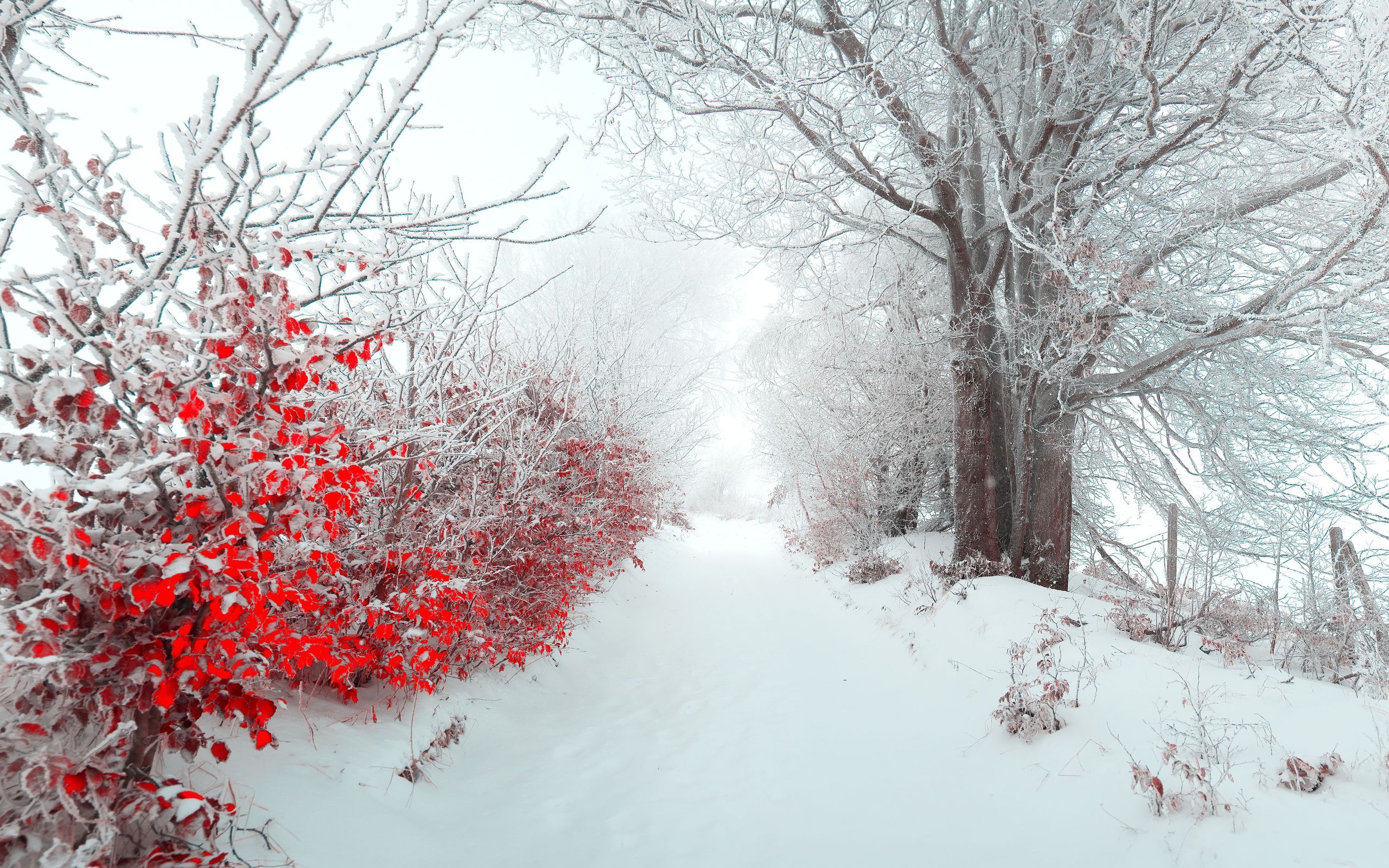 Más de 45 fondos de pantalla de Christmas Winter Landscape - Descarga