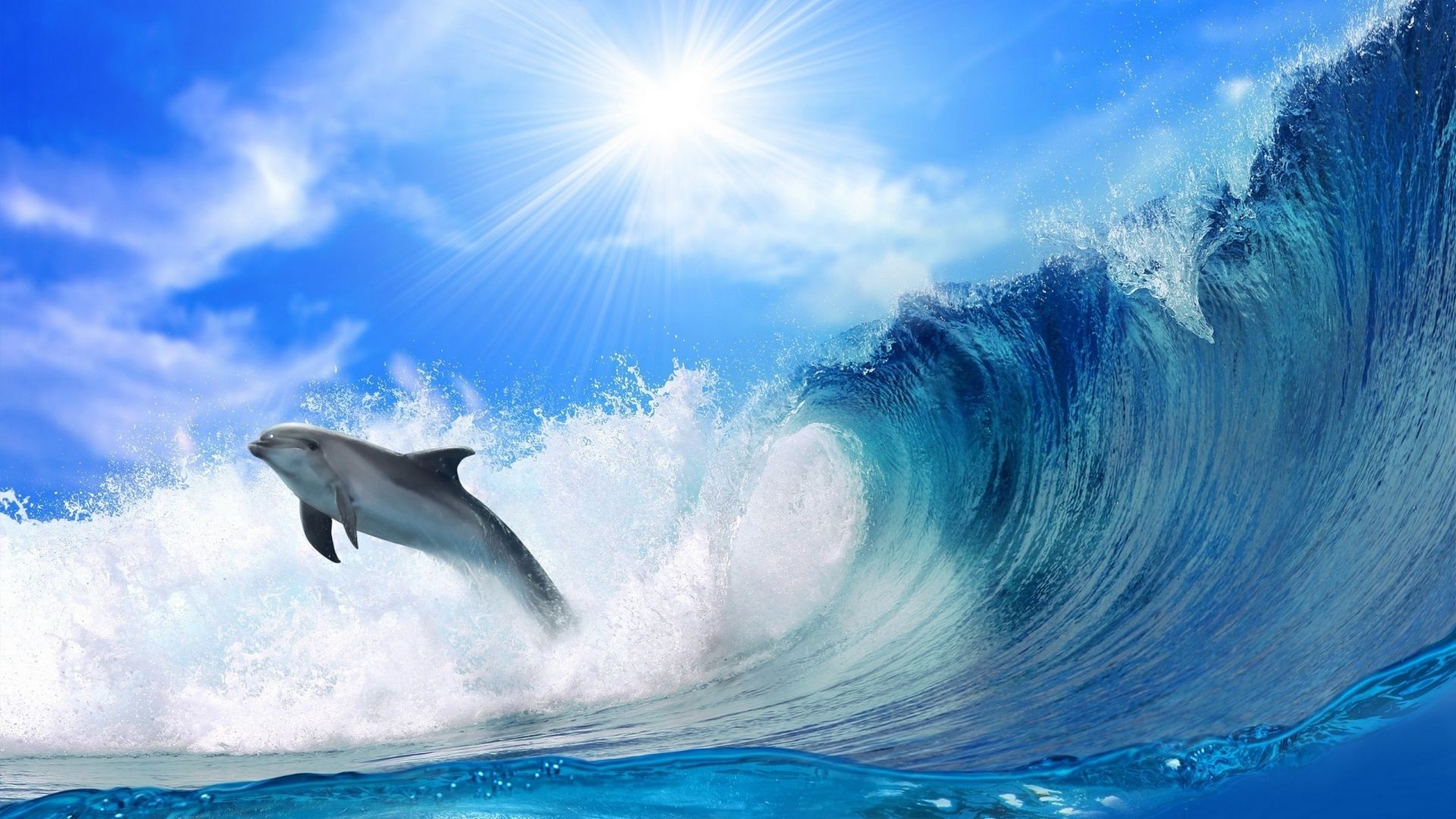 Delfines saltando en las olas del mar Wallpaper - Wallpaper Stream