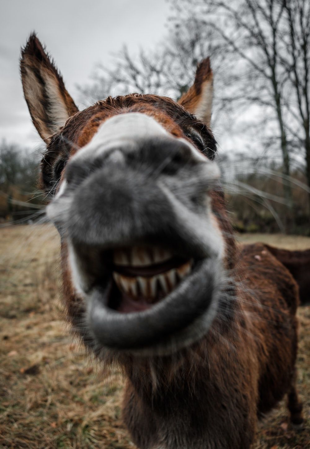 Más de 100 fotos de burros | Descargar imágenes gratis