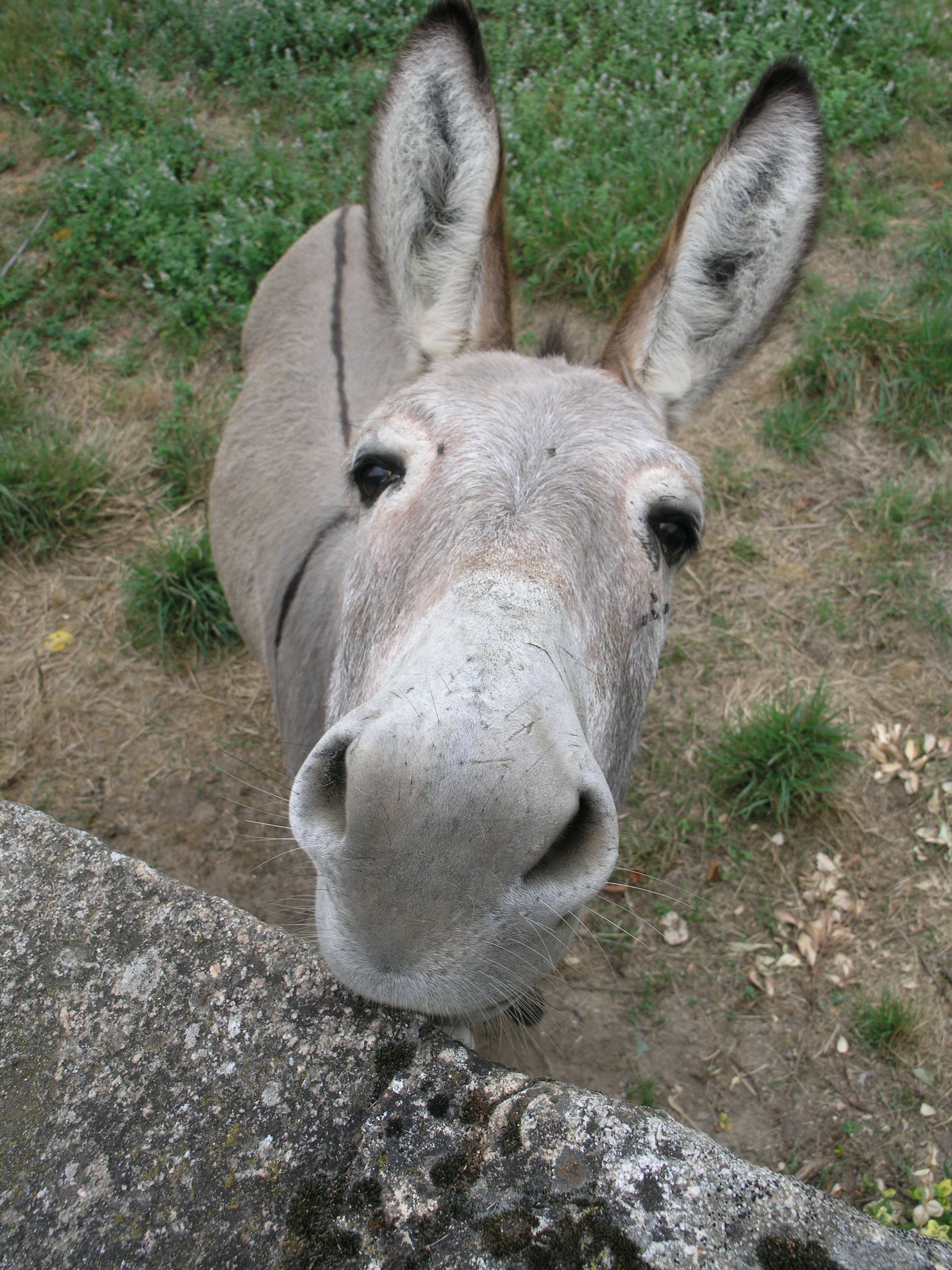 Donkey Wallpapers - Mejores fondos de Donkey gratis - WallpaperAccess
