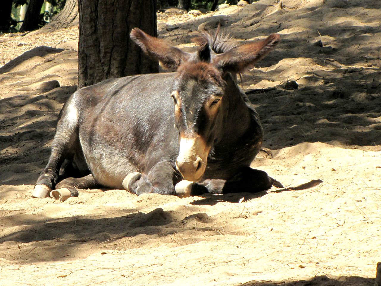 Fotos de burro - fondos de pantalla domésticos lindo burro