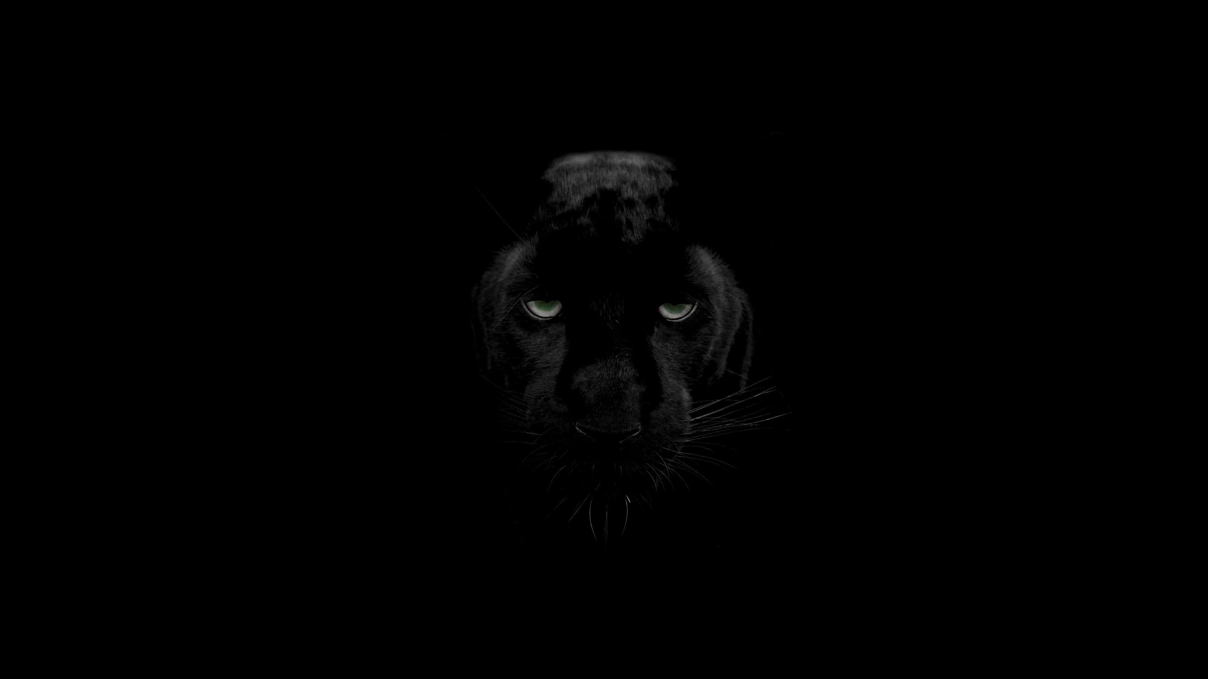 Fondo de pantalla de Black Panther, 4K, Animales, # 15337
