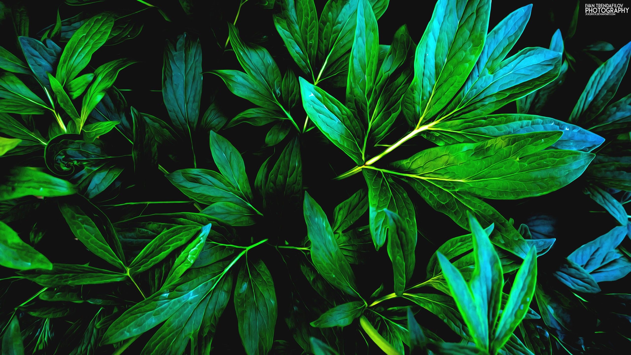 Fondos de pantalla: naturaleza, verde, hojas, sombra, plantas 2560x1440