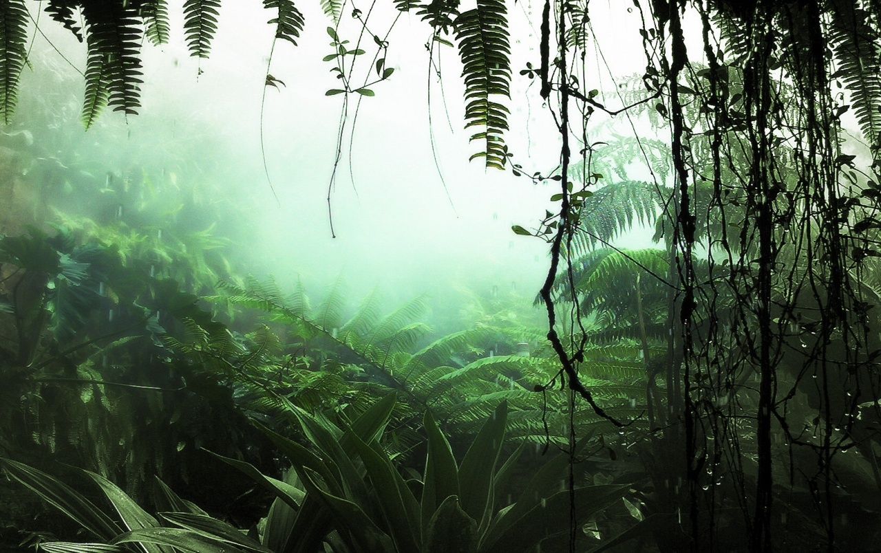 Jungle Plants fondos de pantalla | Plantas de la selva fotos gratis