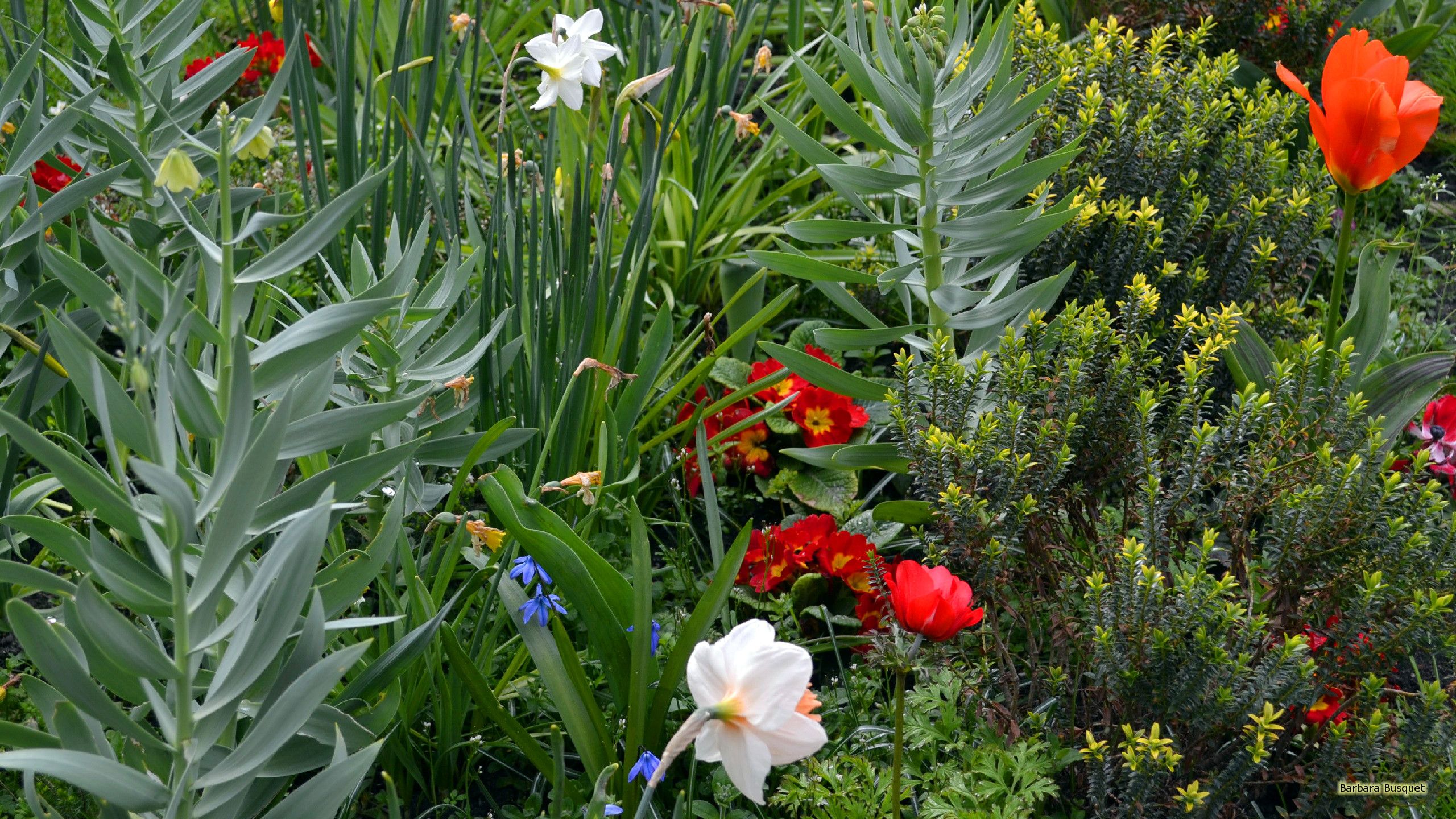 Jardín con plantas y flores - Barbaras HD Wallpapers