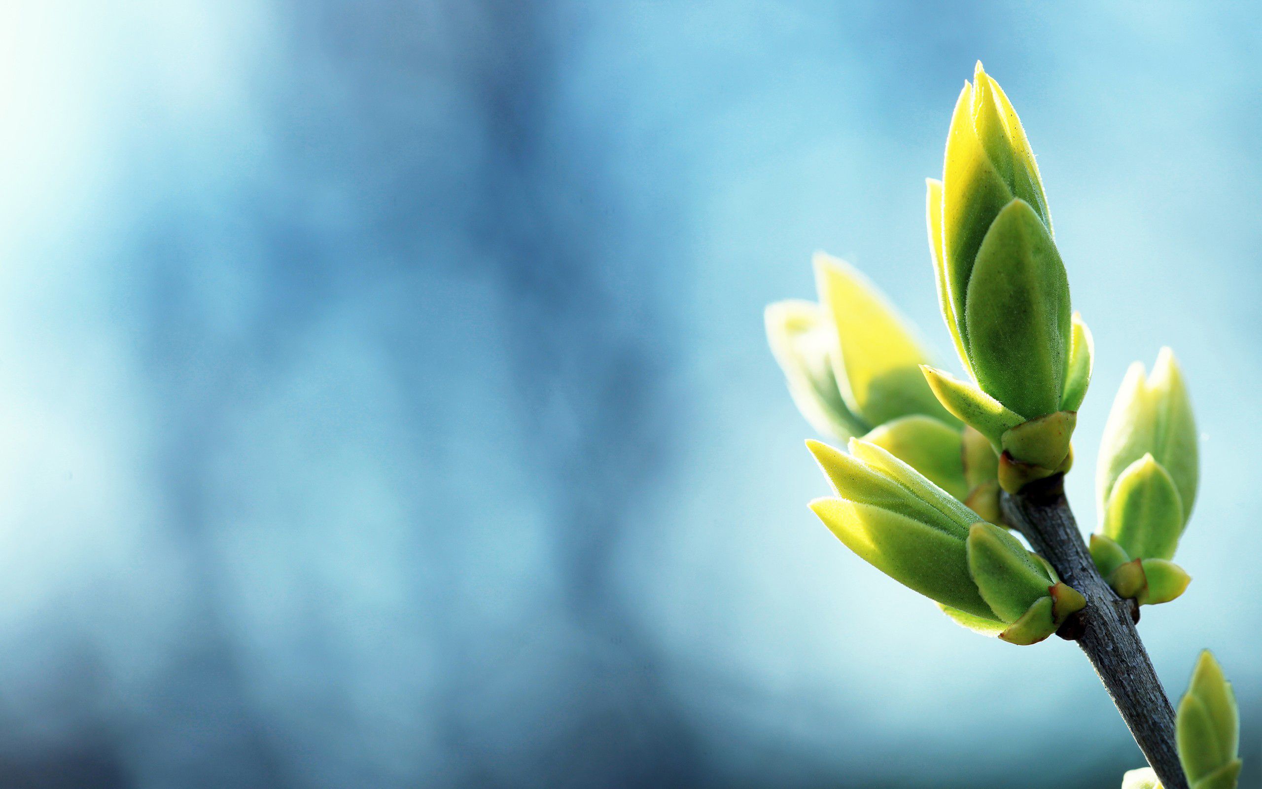 Spring Plants fondos de pantalla | Primavera Plantas fotos gratis