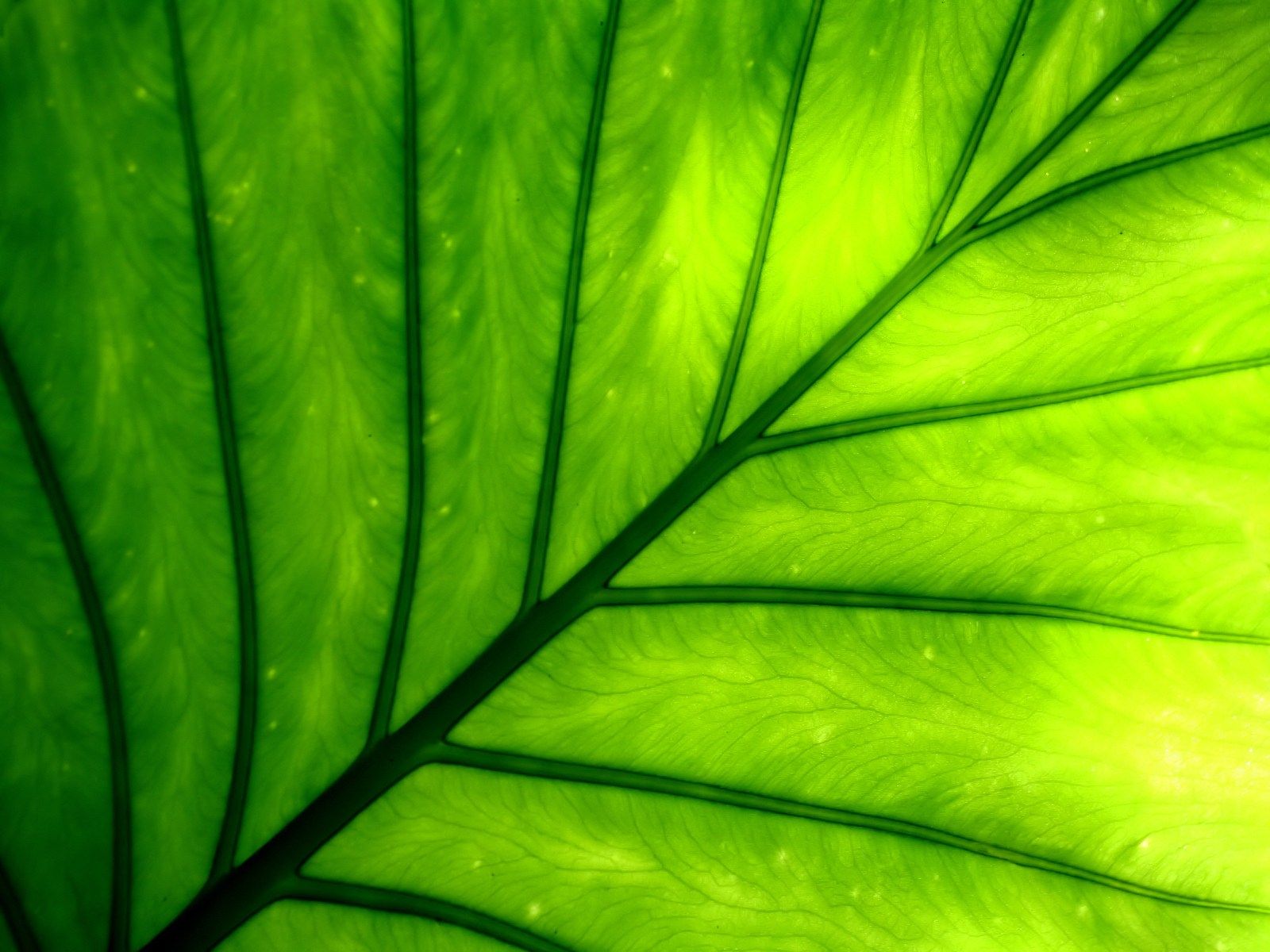 Fondo de pantalla de Windows Vista - Fotografía de plantas y hojas 1600x1200 NO