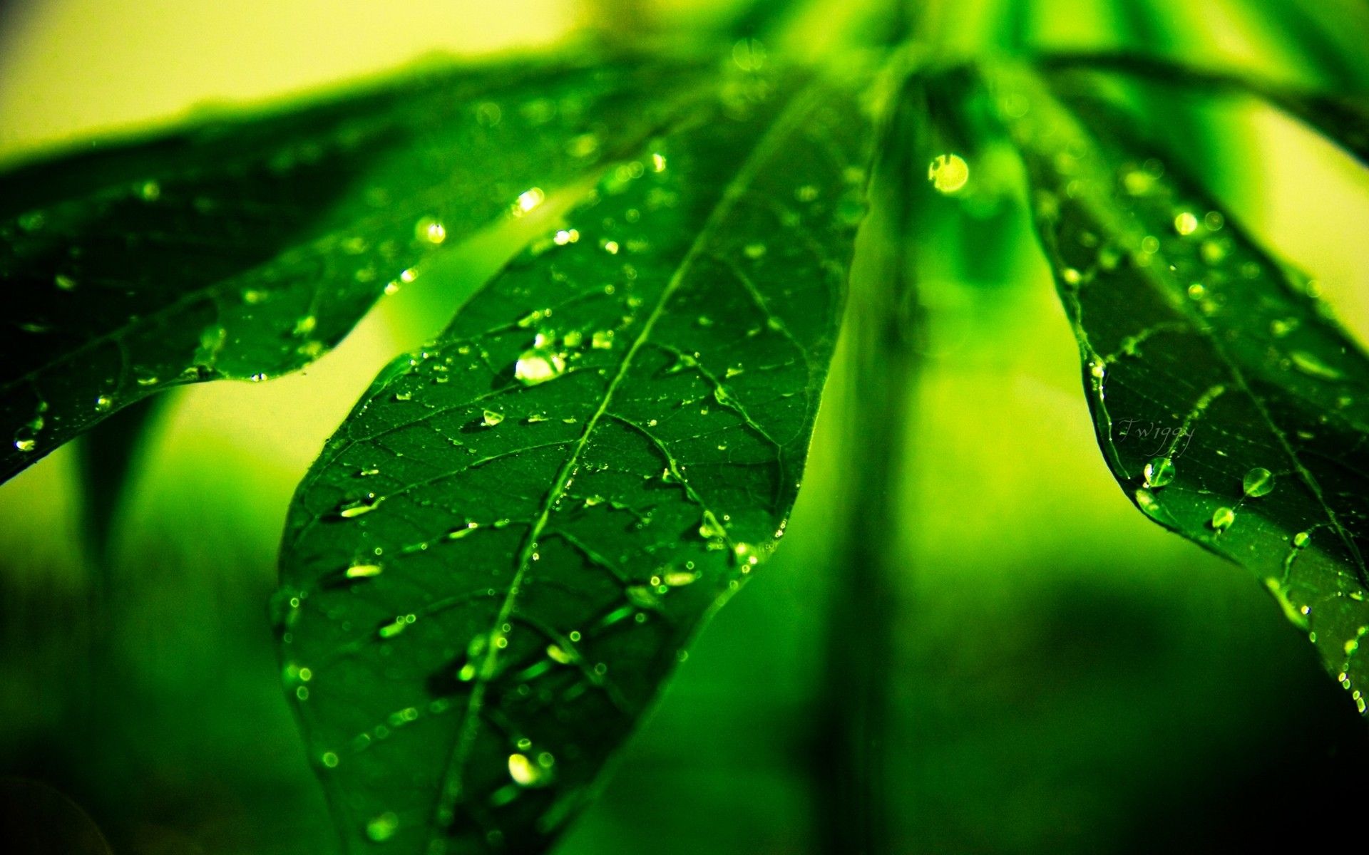 Soluciones PureDefense | naturaleza-hojas-plantas-bokeh-agua-gotas-rocío