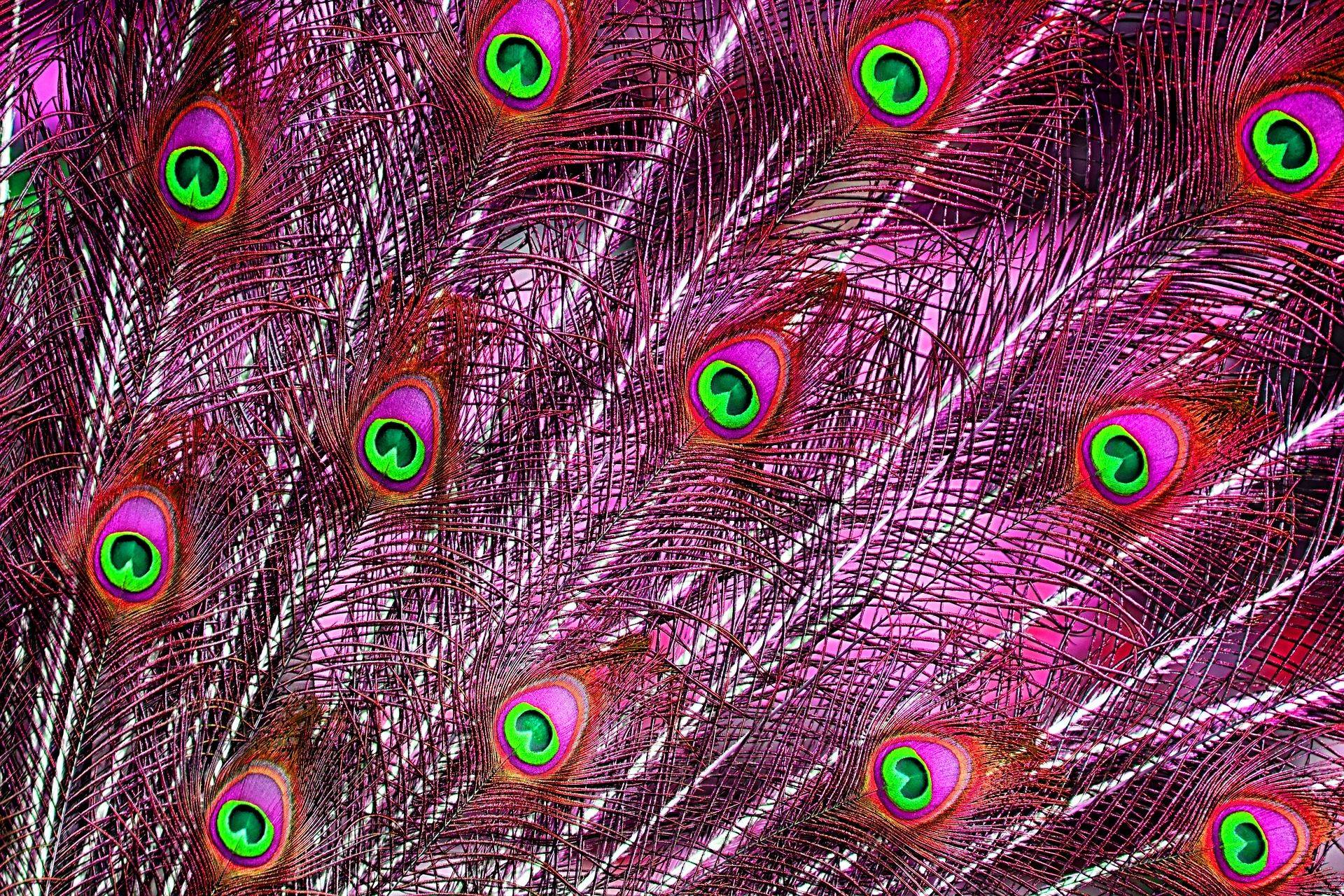 Peacock Feathers Wallpapers Free HD Descargar
