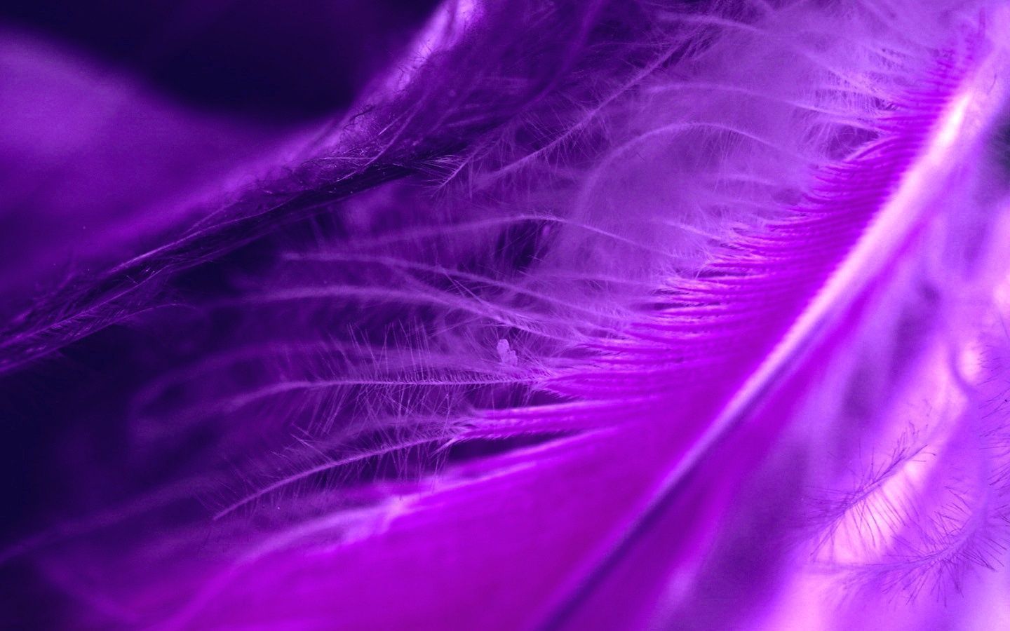 Más de 50 fondos de pantalla de Purple Feathers - Descarga