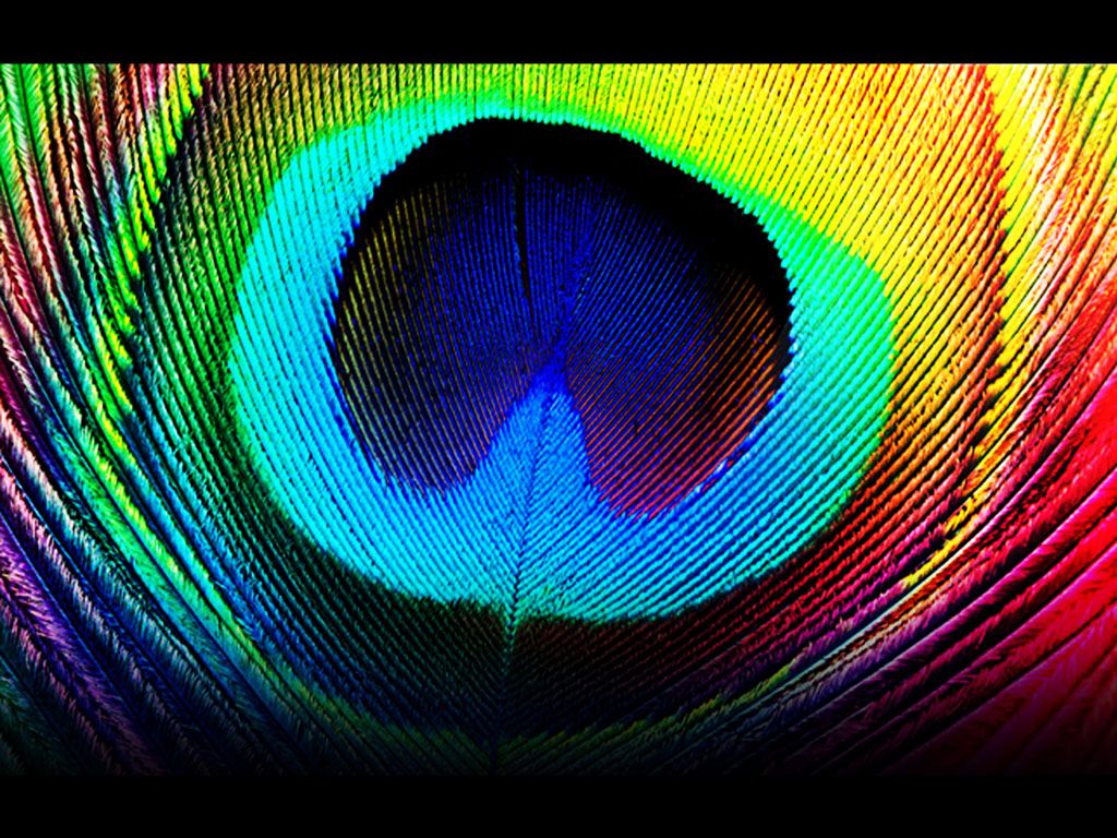 73+] Fondo de pantalla de pluma de pavo real