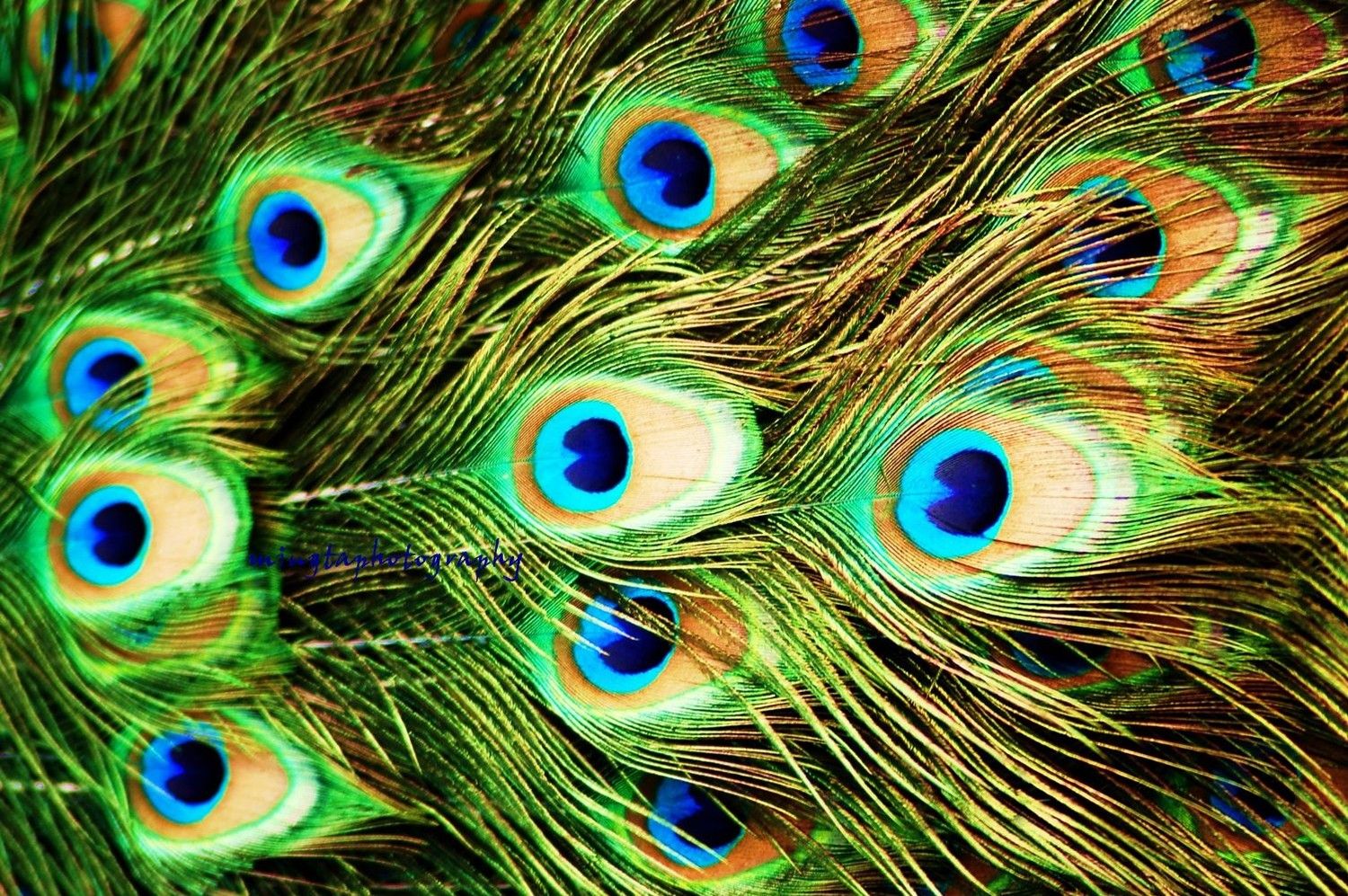 Fondo de pantalla de plumas de pavo real Galería