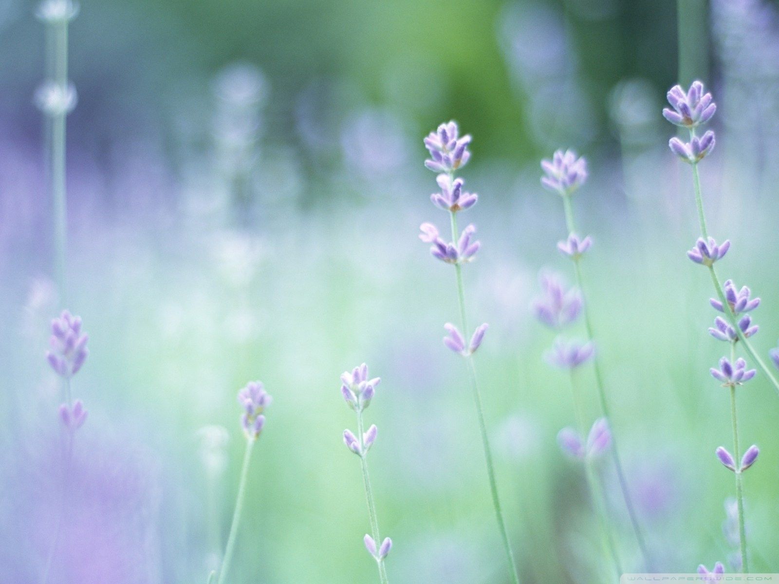 Soft Focus Small Purple Flowers ❤ 4K HD fondo de escritorio para 4K