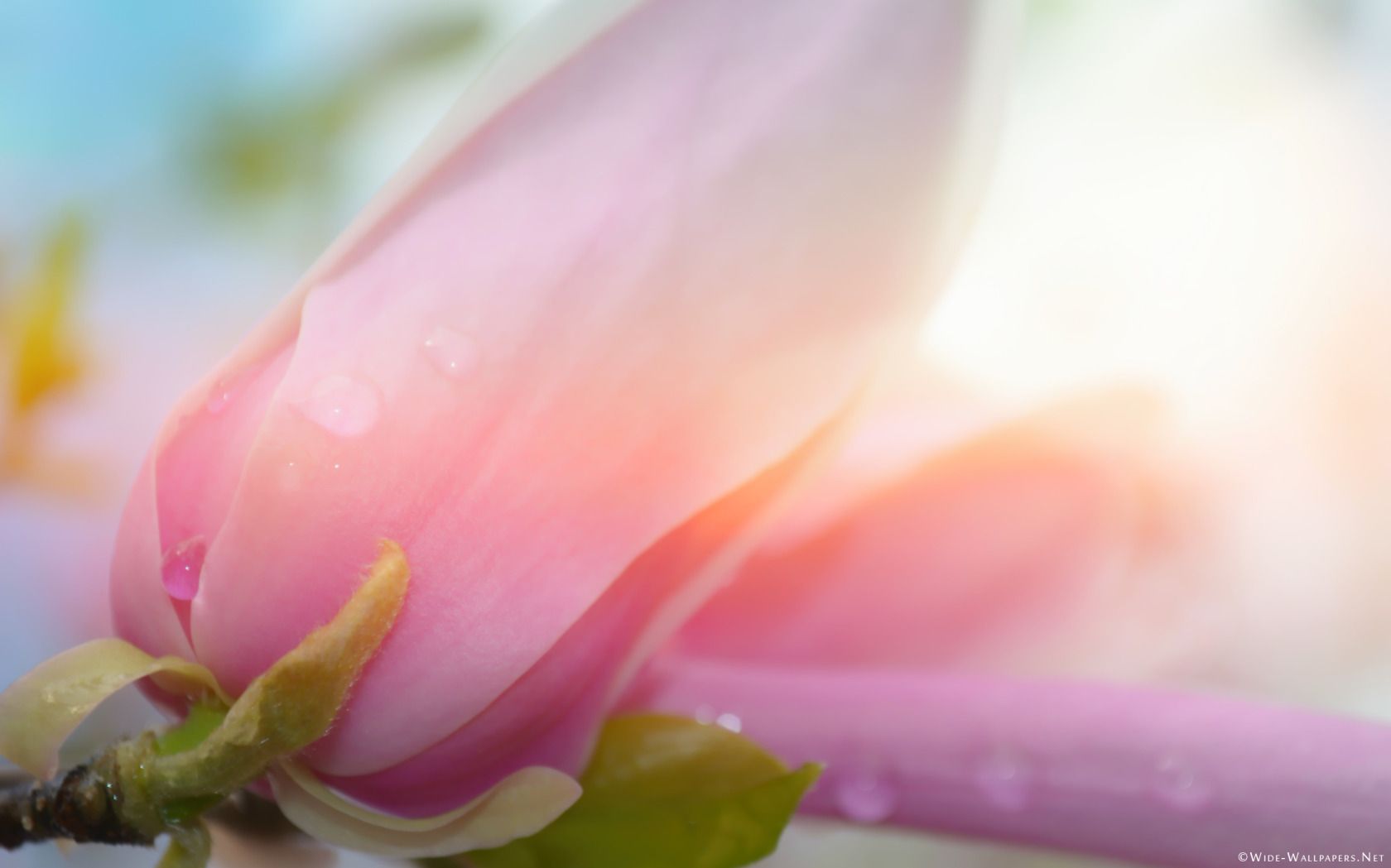 Bloom de Magnolia en un fondo de pantalla panorámico de luz cálida suave | Amplio