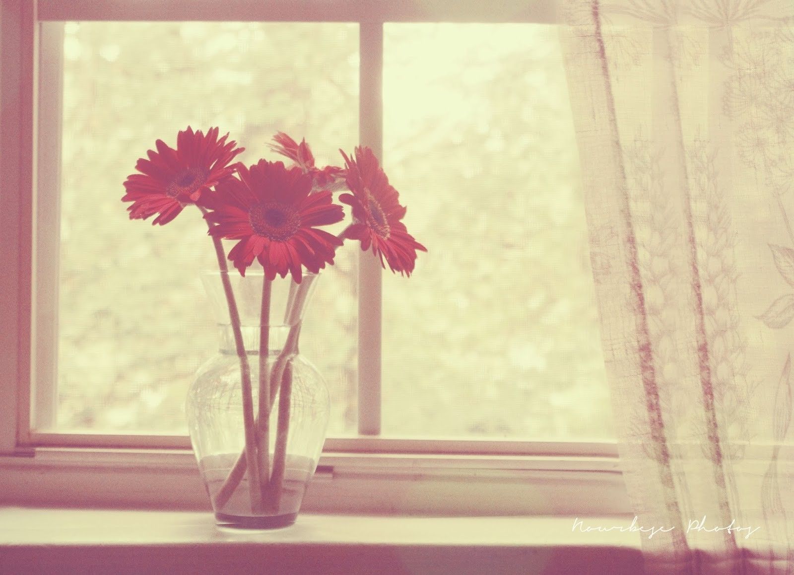 Flower Flowers Vintage Red Soft Wallpapers para escritorio Descarga gratuita