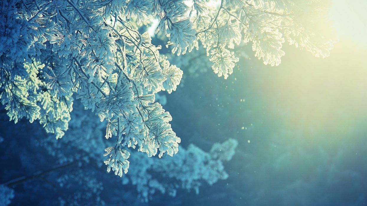 Naturaleza árboles otoño otoño invierno nieve helada luz solar nevando
