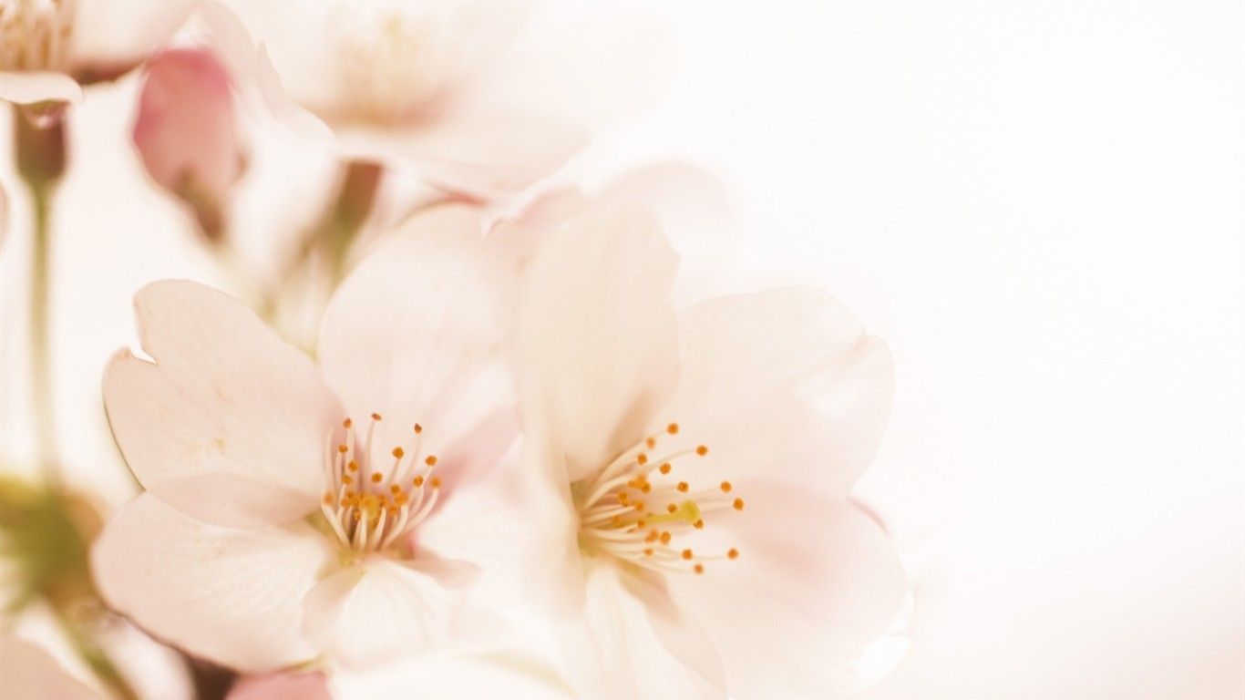 Soft Focus Flower Wallpaper # 15 - Descarga del fondo de pantalla 1366x768 - Soft