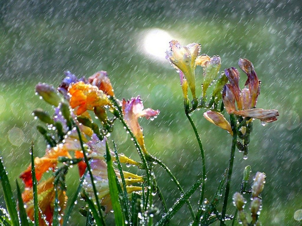 Flores en la lluvia Fondos de pantalla de alta calidad | Descargar gratis