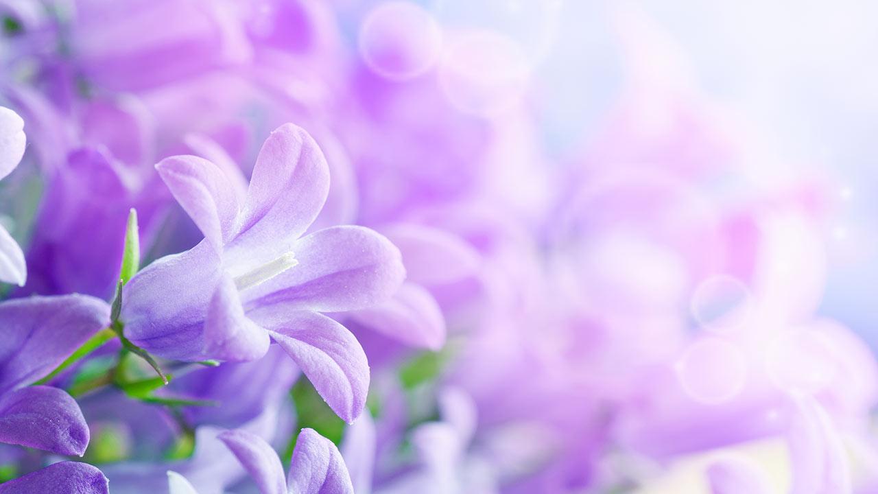 Lilas Wallpapers