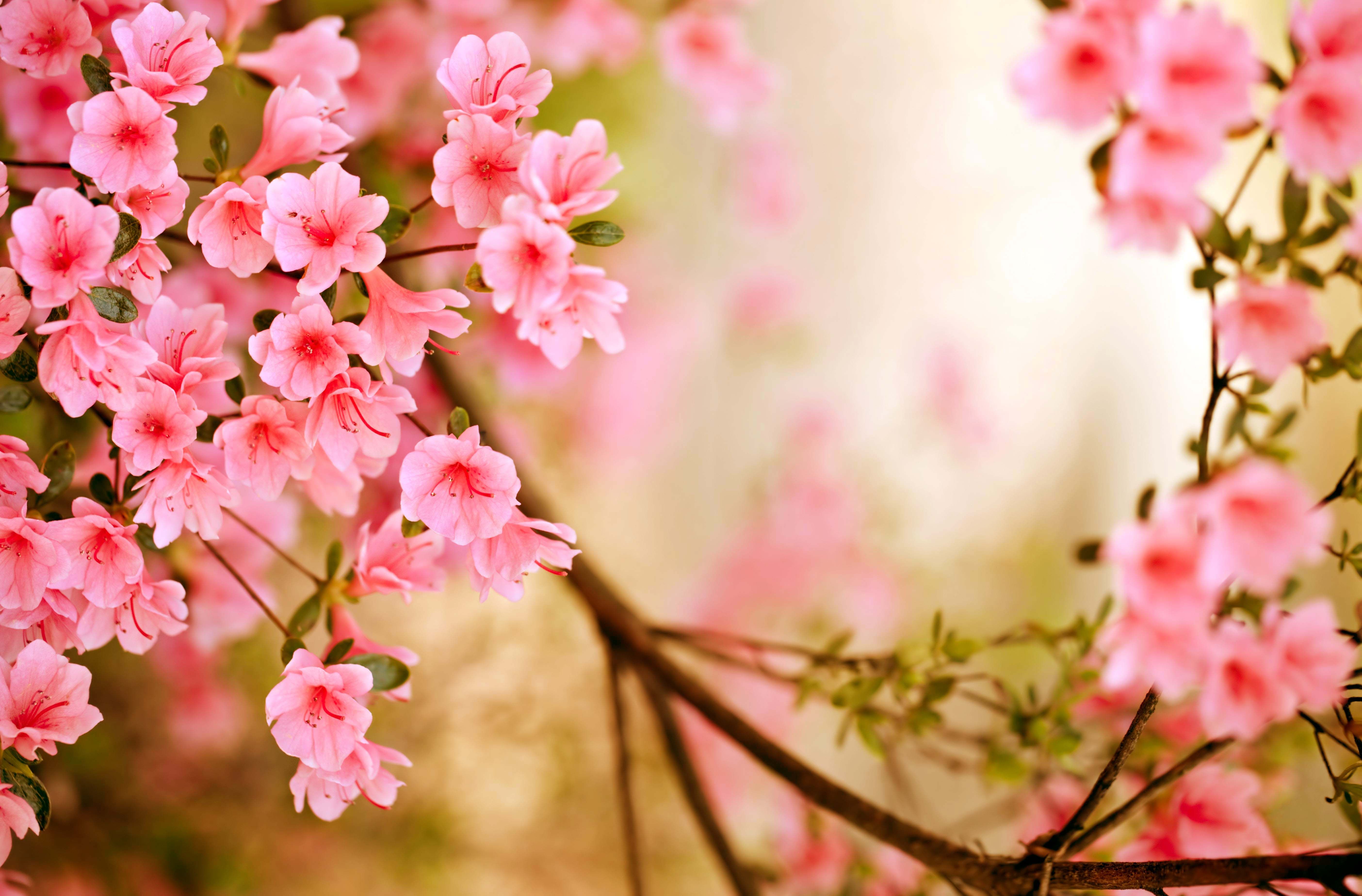 Fondos de la temporada de primavera ~ Monodomo | cronograma | Flores de primavera