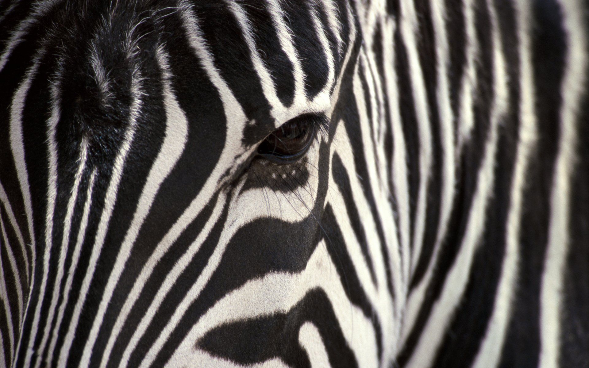 156 Fondos de pantalla de Zebra HD | Imágenes de fondo