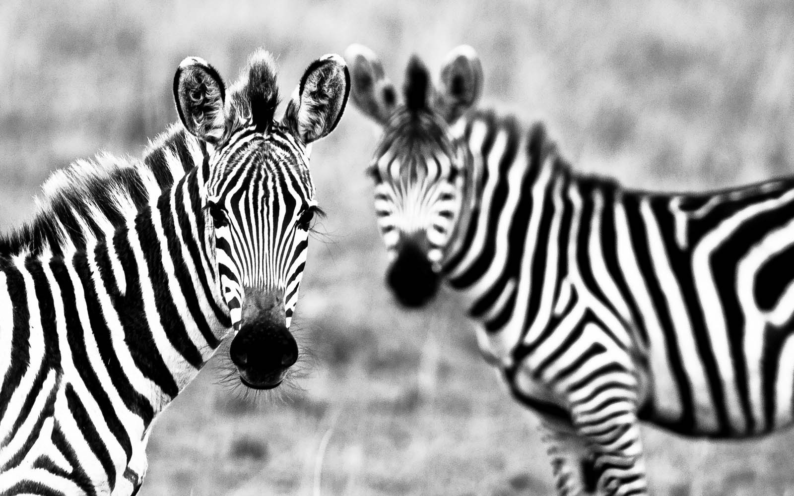 Fondos de Zebra - Los mejores fondos de Zebra gratis - WallpaperAccess
