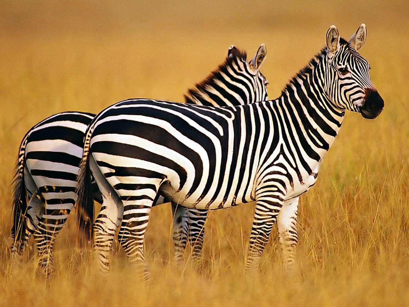 Fondos de Zebra - Los mejores fondos de Zebra gratis - WallpaperAccess