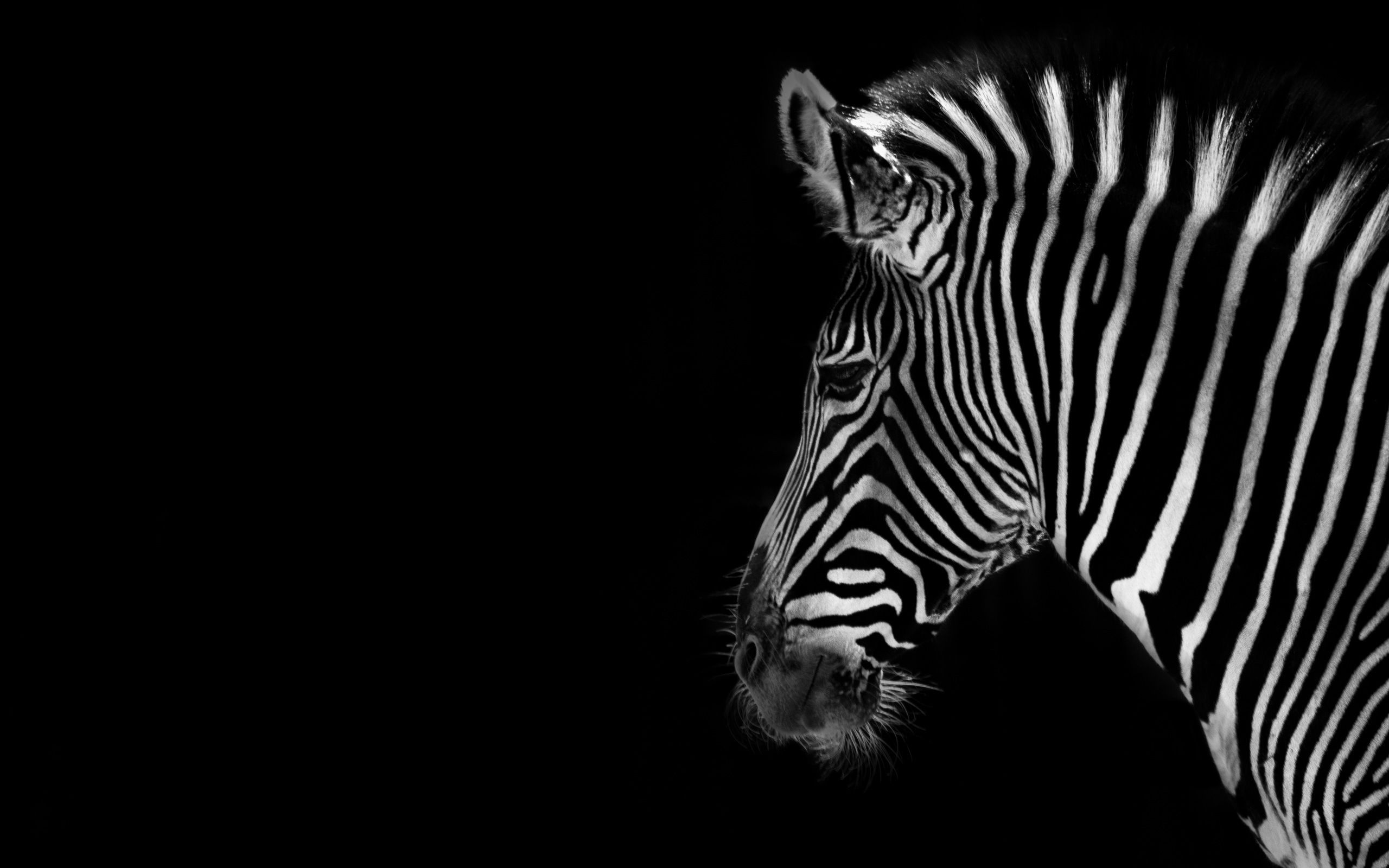 156 Fondos de pantalla de Zebra HD | Imágenes de fondo