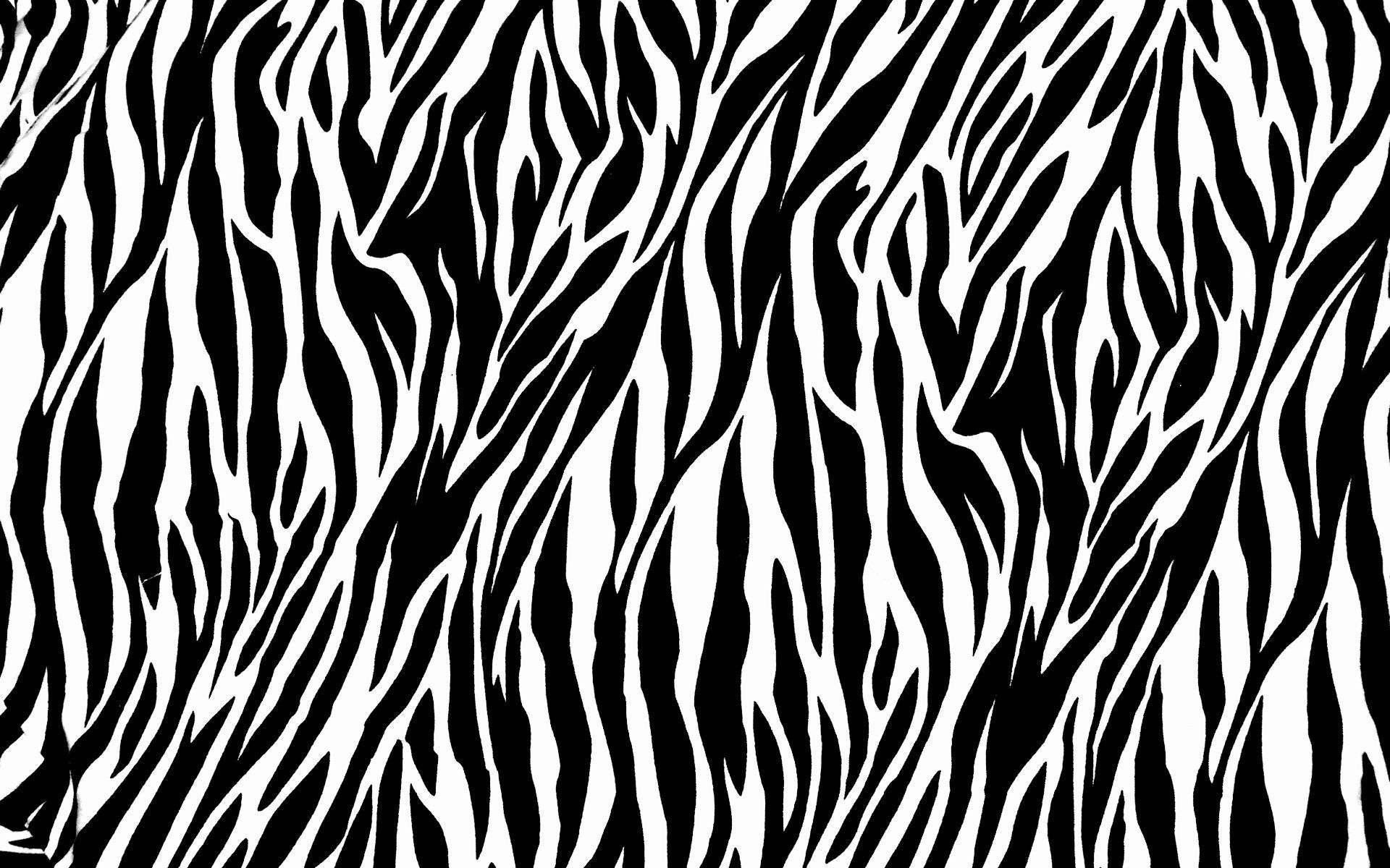 Más de 45 fondos de pantalla de Zebra - Descarga