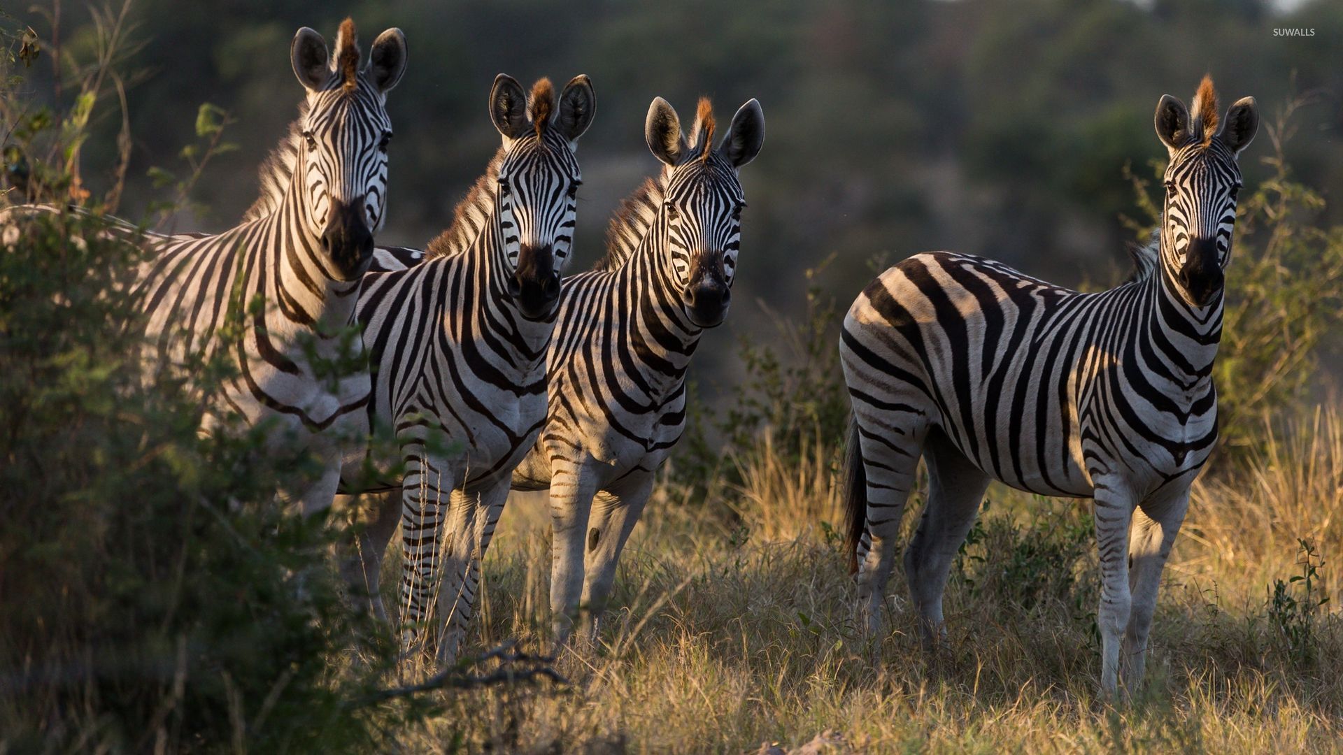 Fondo de pantalla de Zebras [2] - Fondos de pantalla de animales - # 46823