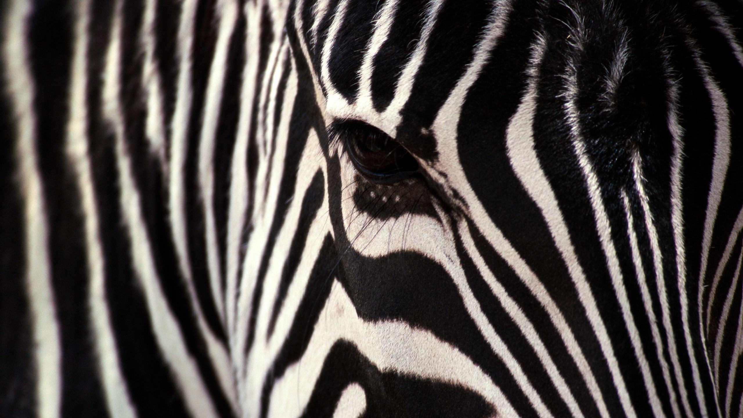 Zebra Side Fac HD Wallpaper, imágenes de fondo