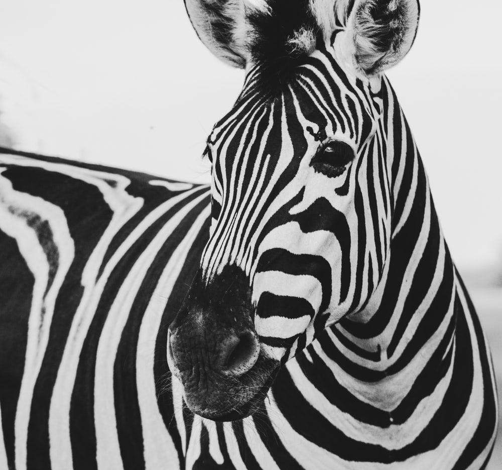 Más de 500 imágenes de Zebra | Descargar imágenes gratis