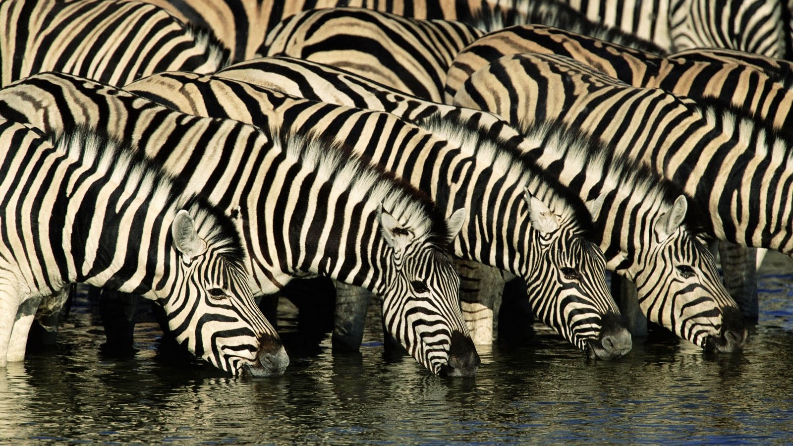 4K Zebra Wallpapers de alta calidad | Descargar gratis