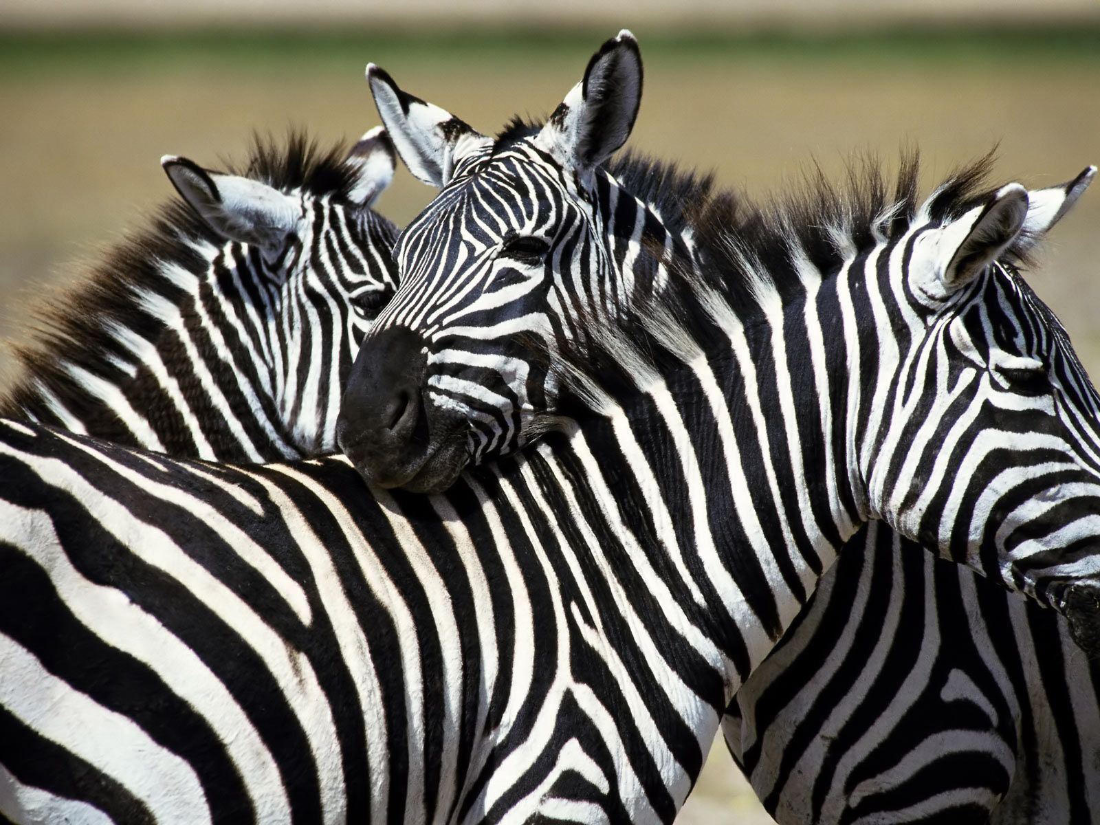 Zebra - Fondos de pantalla HD | Blog de la tierra
