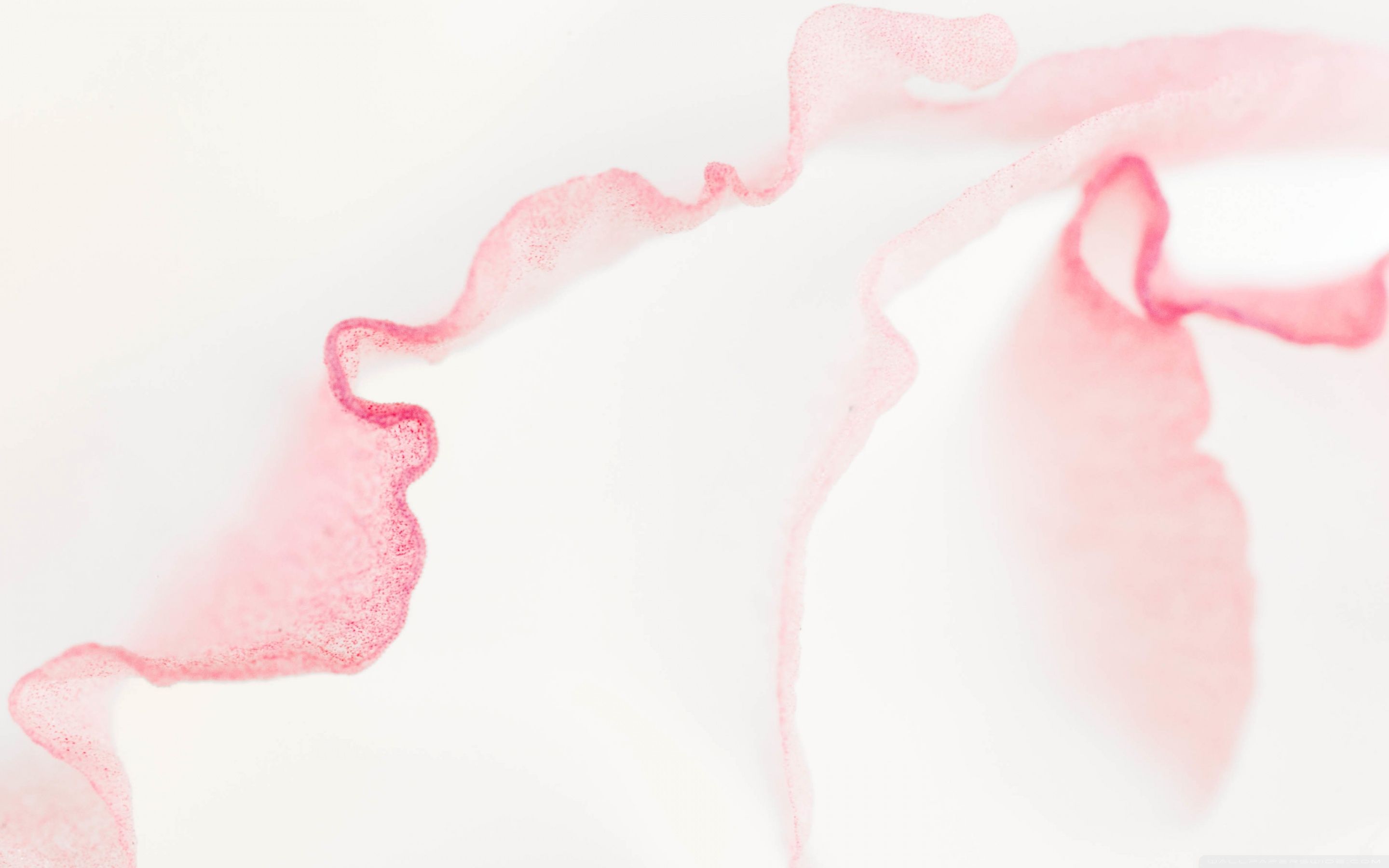 Lisianthus Light Pink Flower Macro ❤ 4K HD fondo de escritorio para 4K