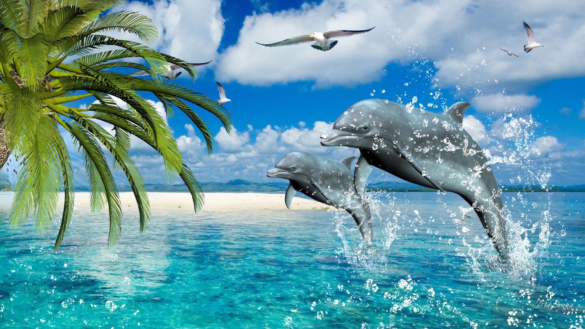 Fondos de delfines | Mejores fondos de pantalla | Dolphin L ♡ VE | Delfines