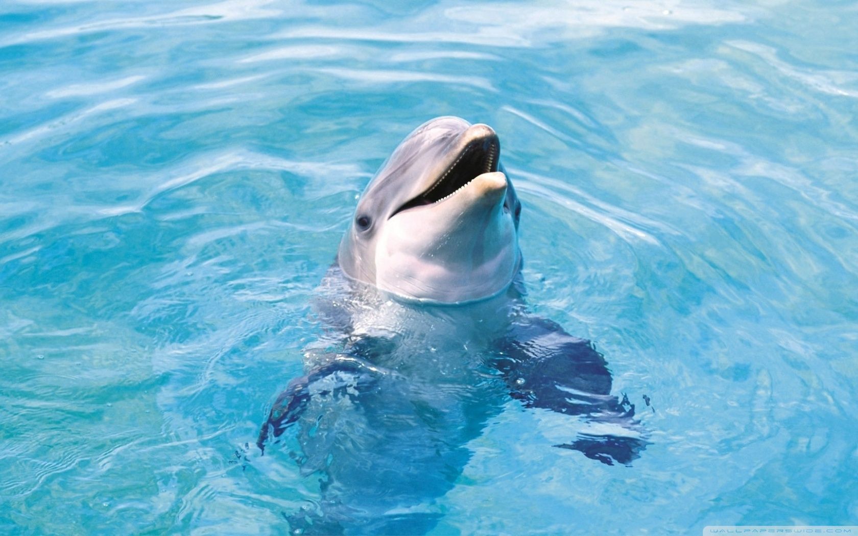 Fondos de pantalla de delfines - FondosMil
