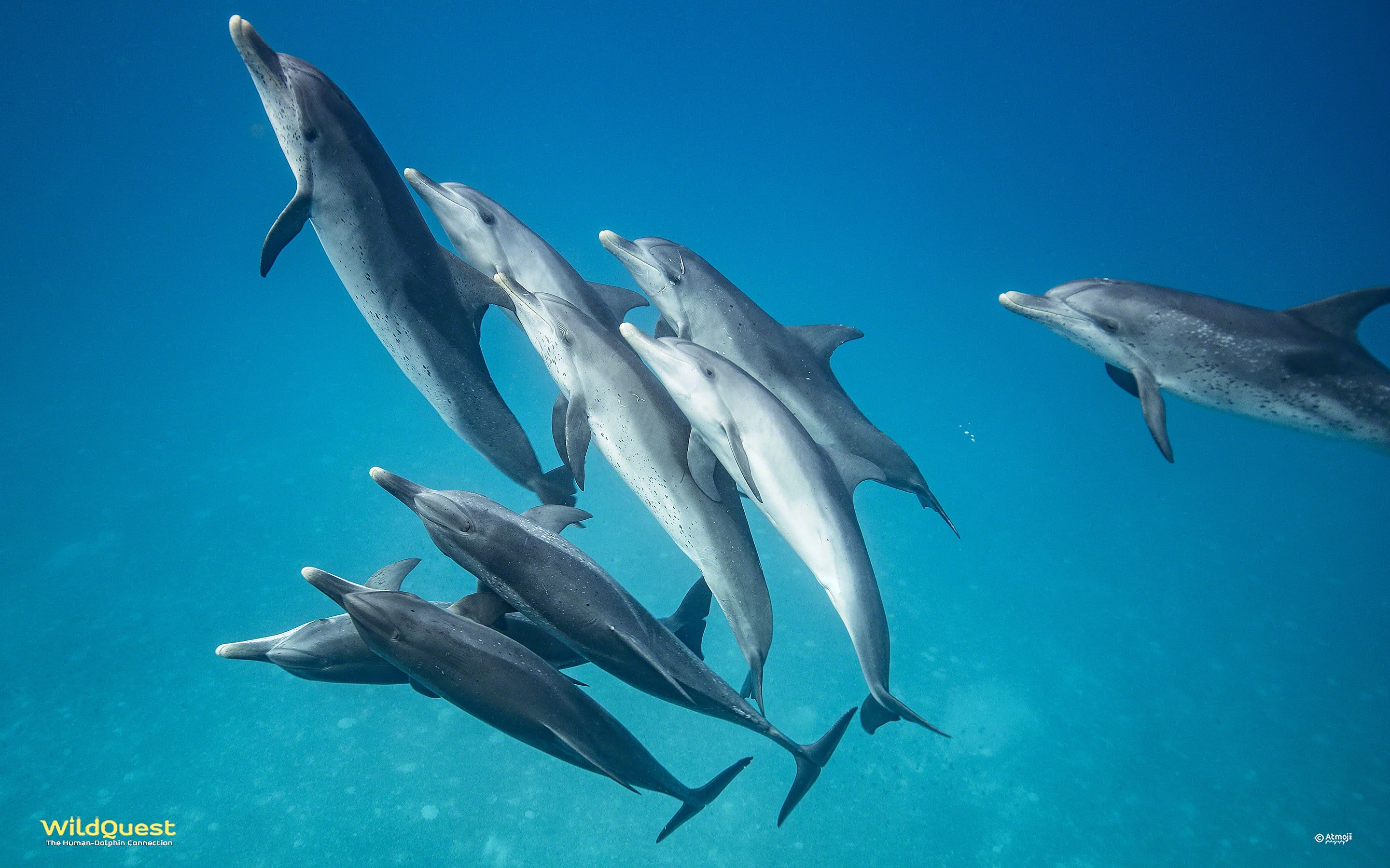 Dolphin Wallpaper | WildQuest | Nado con delfines salvajes en Bahamas