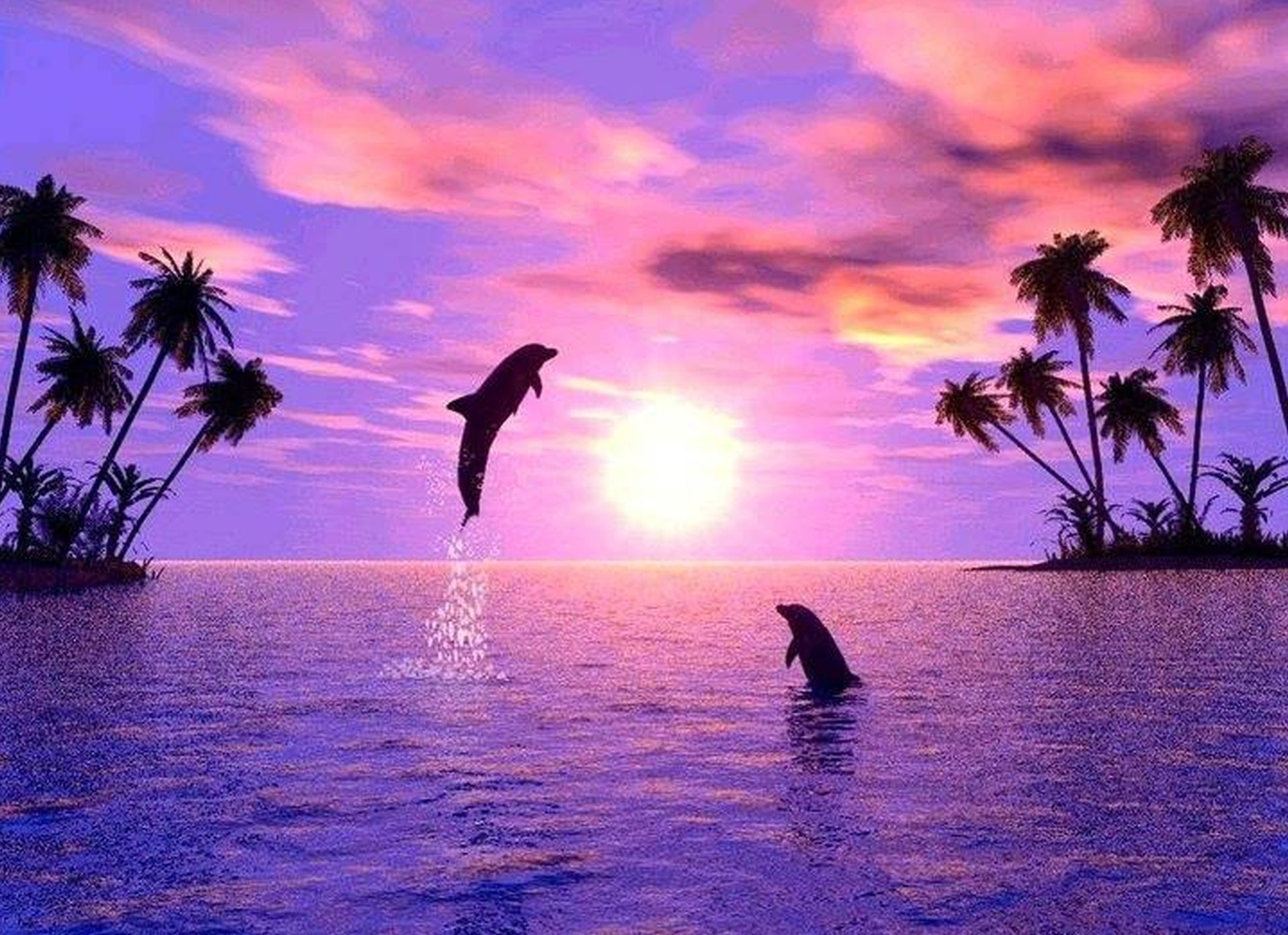 Más de 50 fondos de pantalla de Dolphin Sunset - Descargar