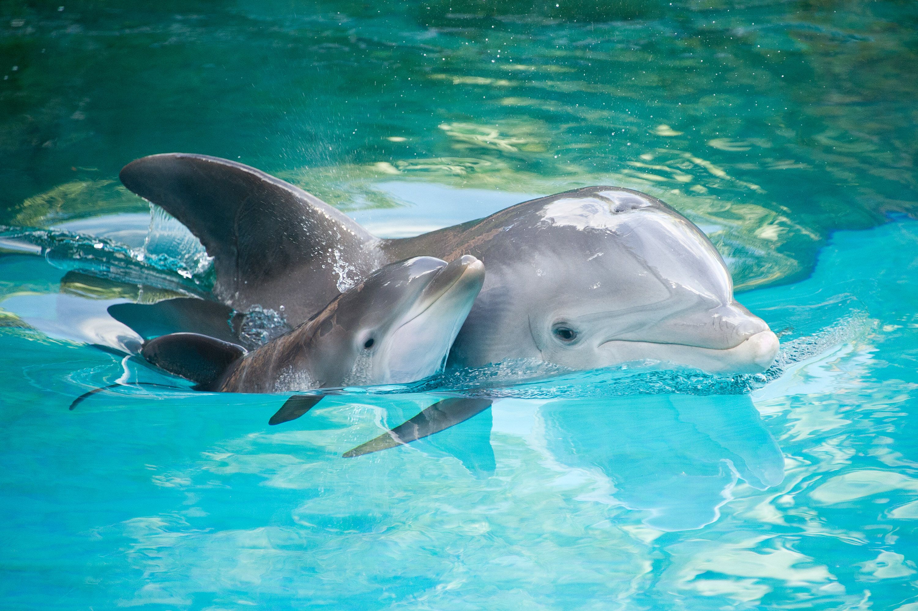 Baby Dolphin HD Wallpaper, imágenes de fondo