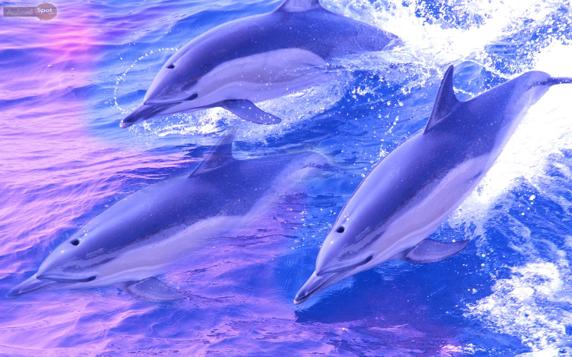 Fondos de delfines # 736DNG7 (1600x1200 px) - 4USkY