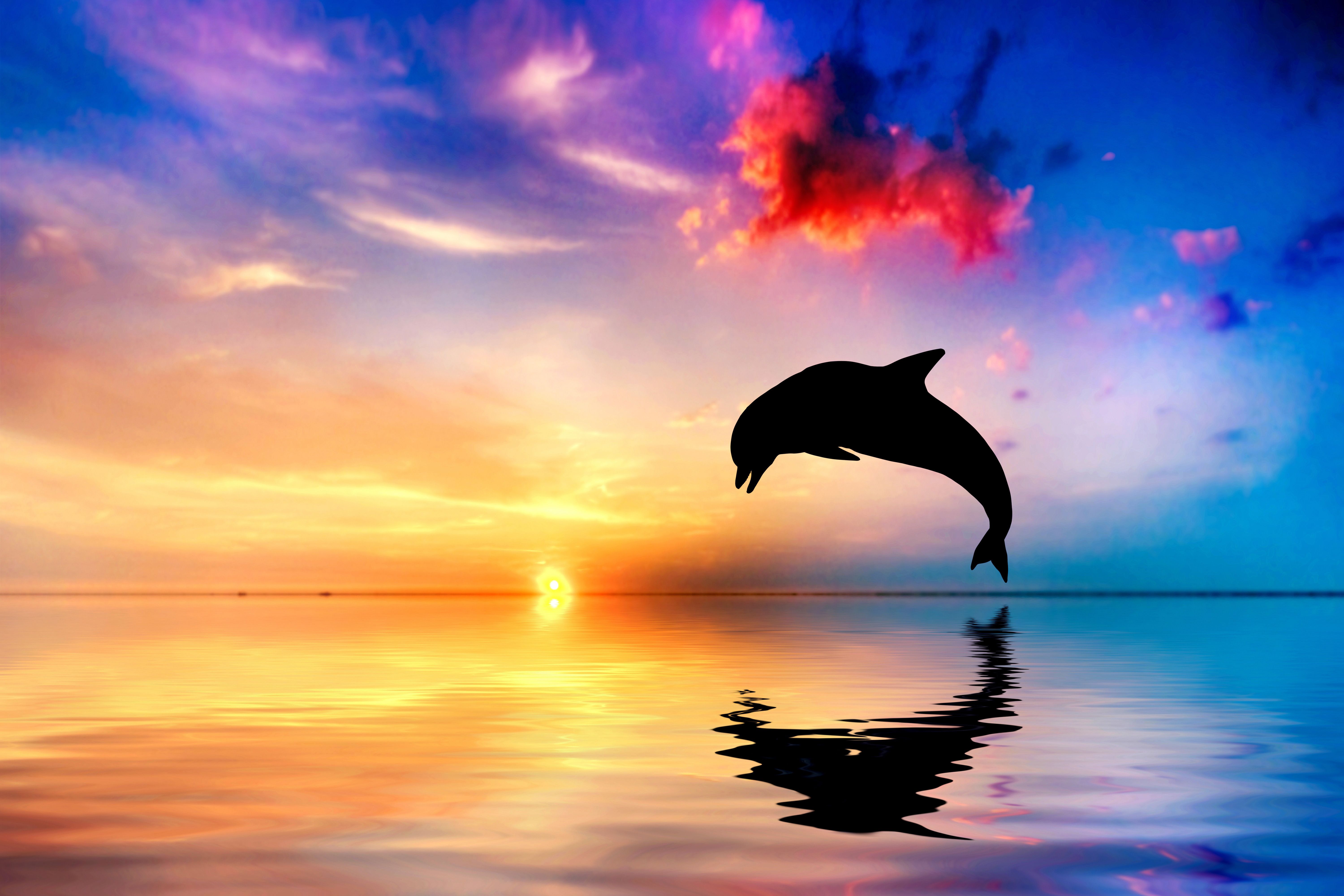 Delfines saltando fuera del agua Sunset View 4k, HD Animals, 4k
