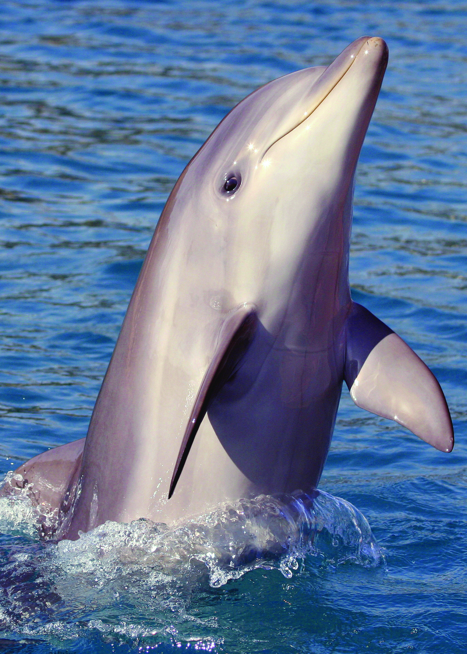 Imágenes de delfines, 36 mejores imágenes HD de delfines, alta resolución