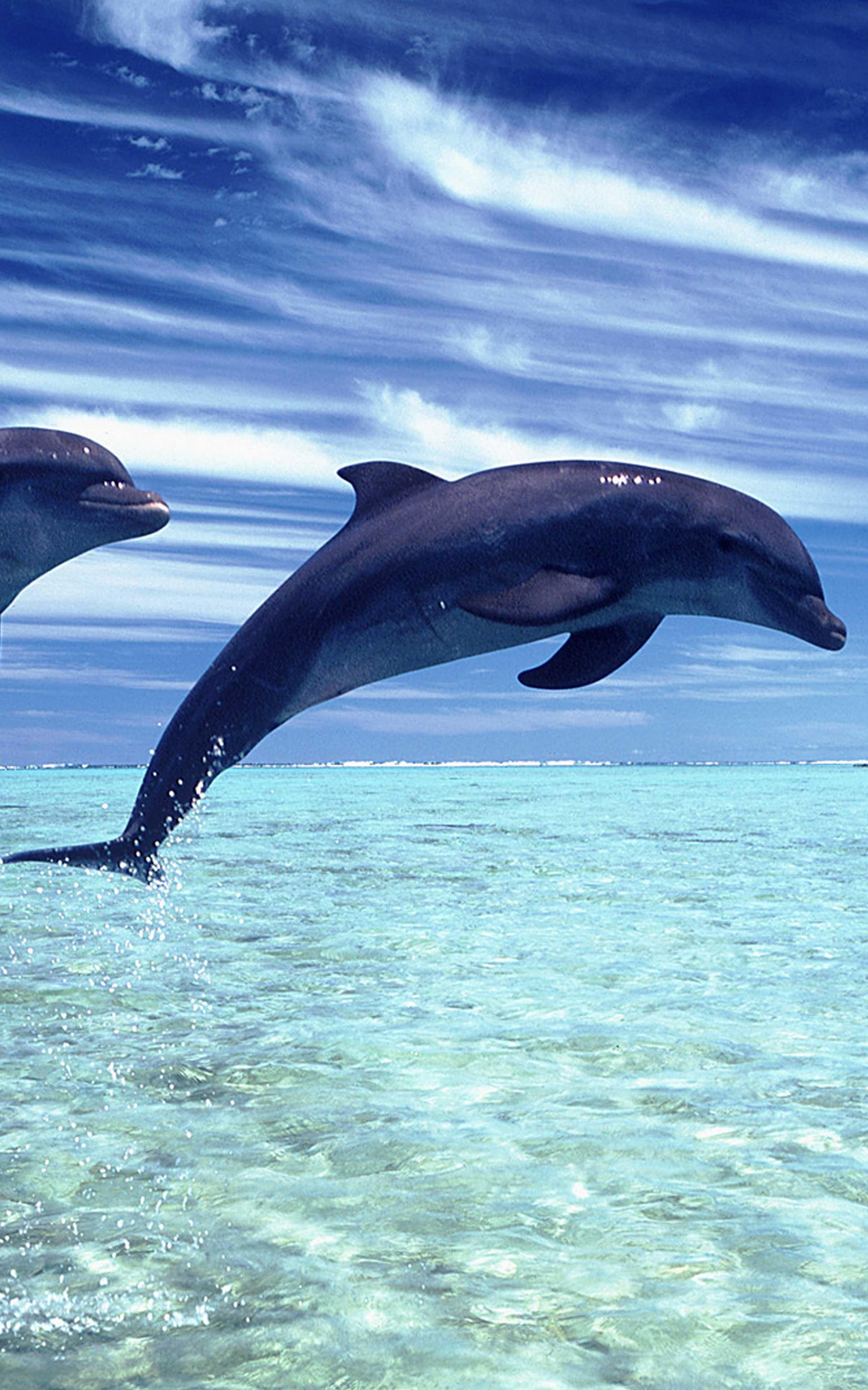 Dolphin Wallpaper - Best Cool Dolphin Wallpapers para Android - APK